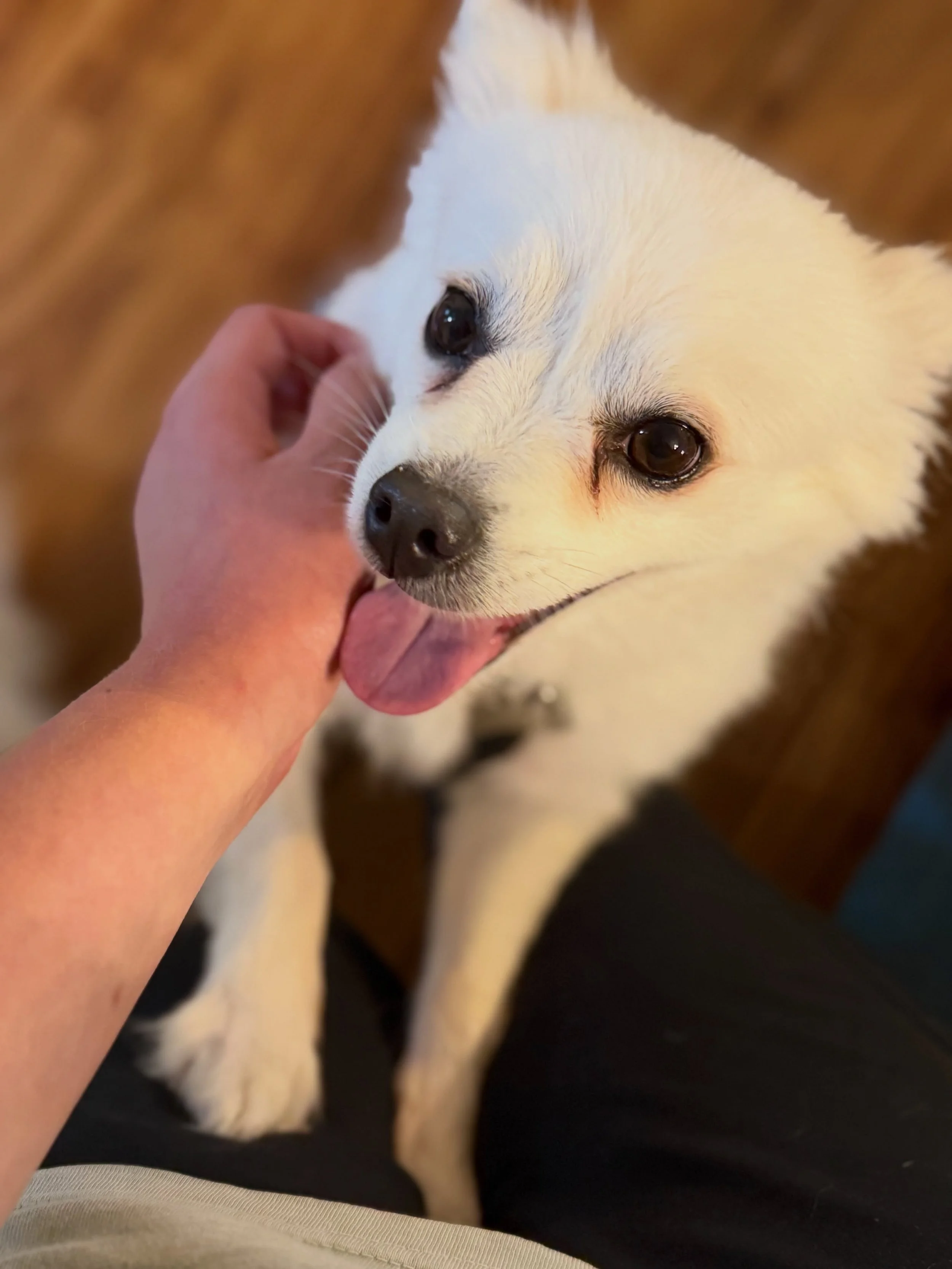 Meet Parker! 💕

She&rsquo;s not a permanent addition to the family - @omicron_austin and I are fostering for American Eskimo Rescue of St. Louis.

Parker is 5 years old and we&rsquo;ve only had her an hour, but she&rsquo;s a sweetie pie. She does th