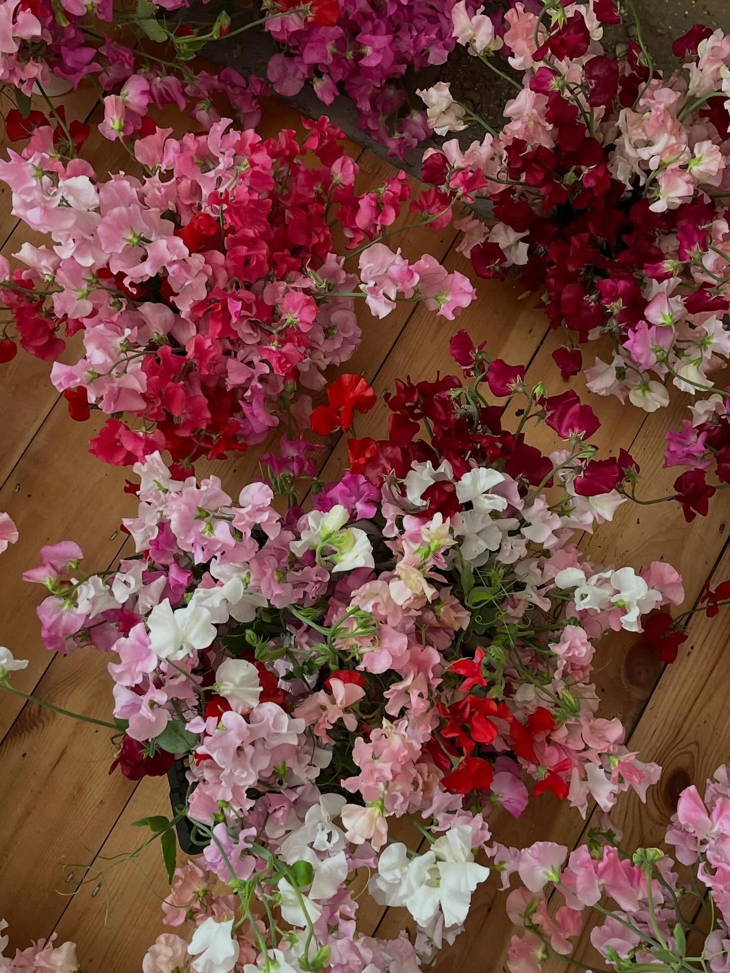 Orford House, May 2025