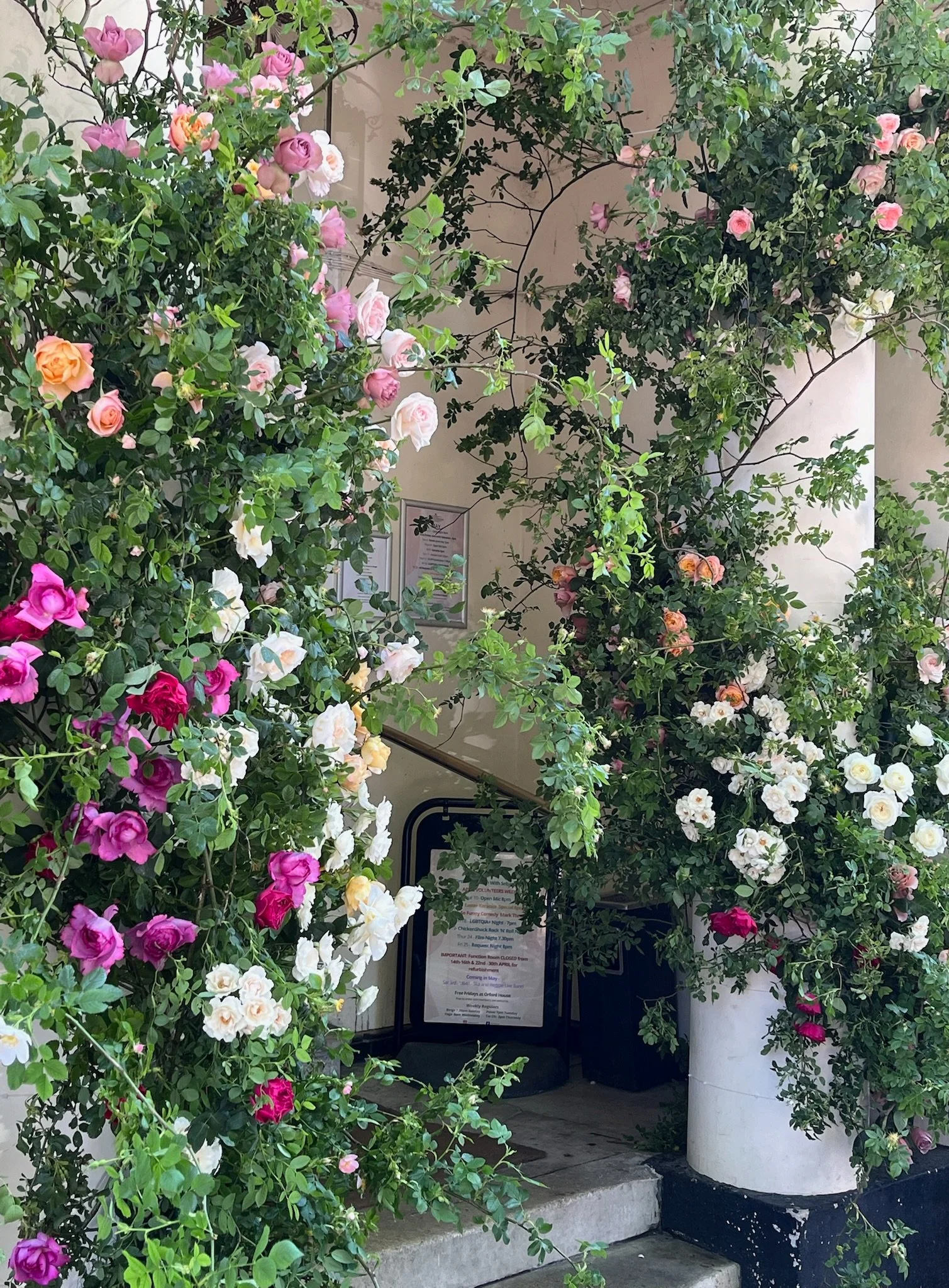 Flowering bushes with pink, orange, white, and purple roses surrounding a small entrance with steps and a sign.