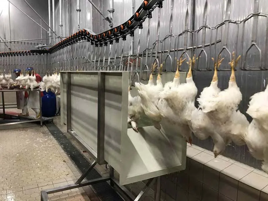 Heavy-duty B Series 64D poultry plucker with 64 rotating discs.