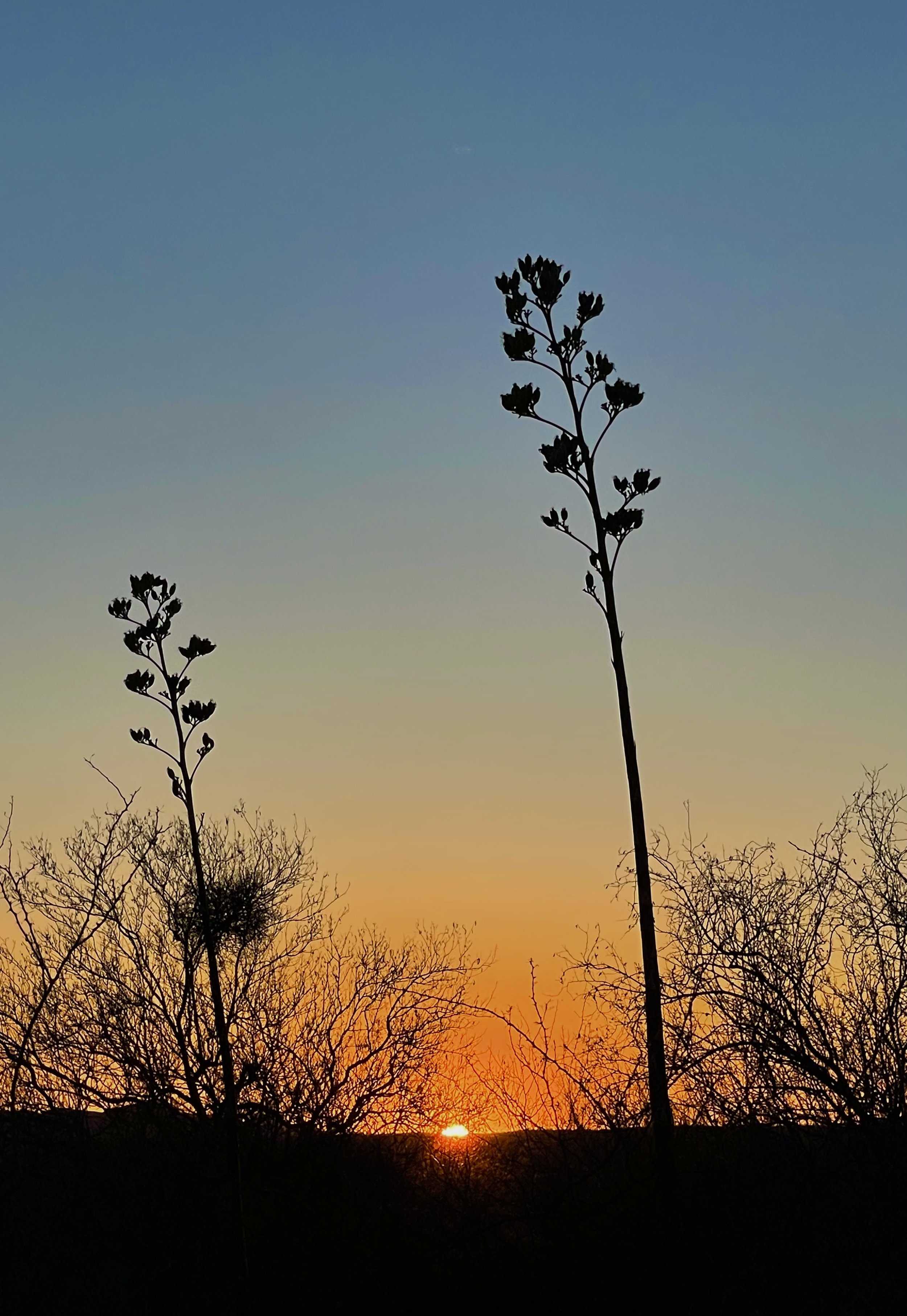 Yucas atardecer.jpg