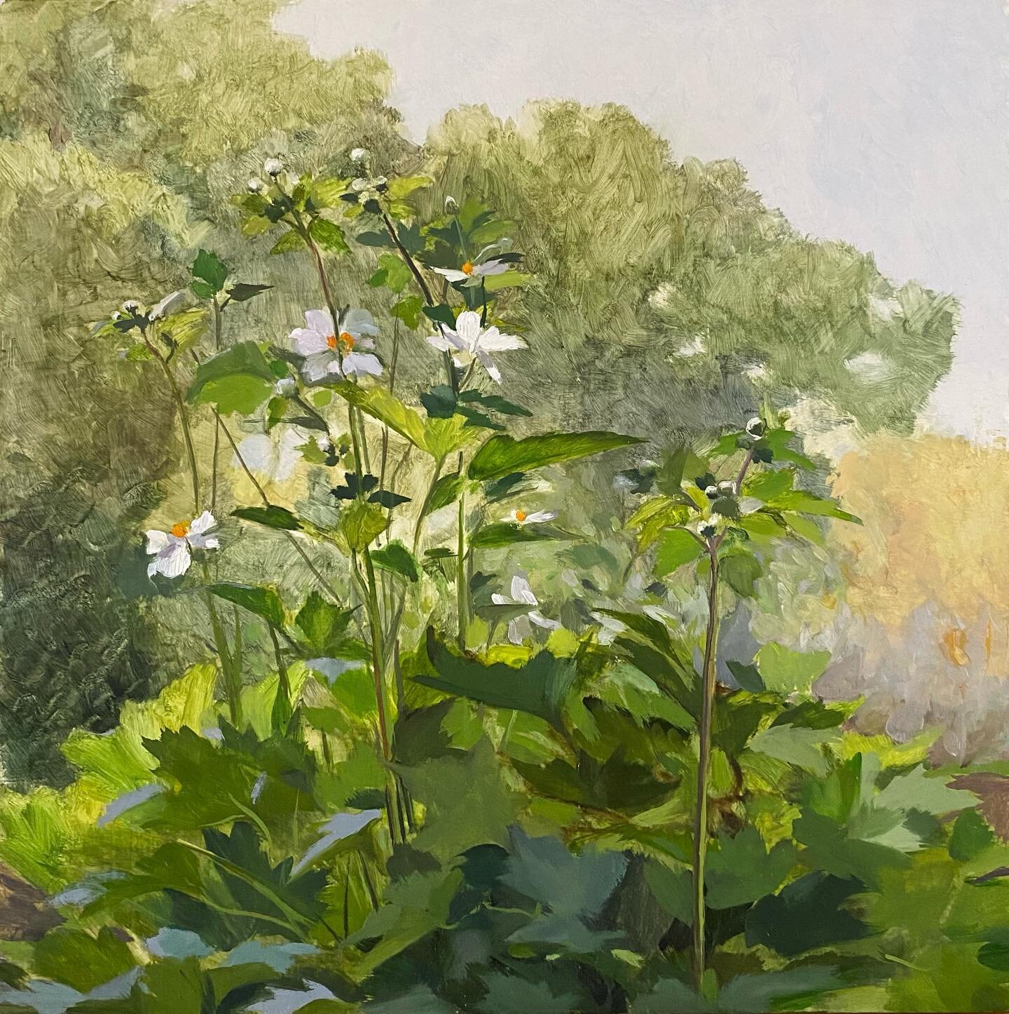 The results (and a work in progress) of several days enjoying the early autumn sunshine in the garden of @fionacottonpaintings 
Also trying out Terre Verte underpainting 💚 

#enpleinairpainting #japaneseanemones #windflowers #japanesewindflower #gar