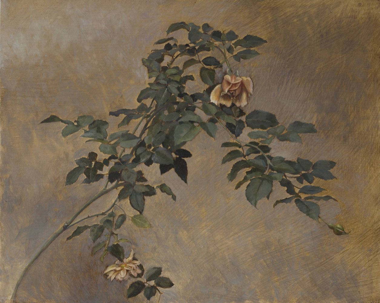 Study of evening roses, 2020, oil on panel, 41 x 51 cm