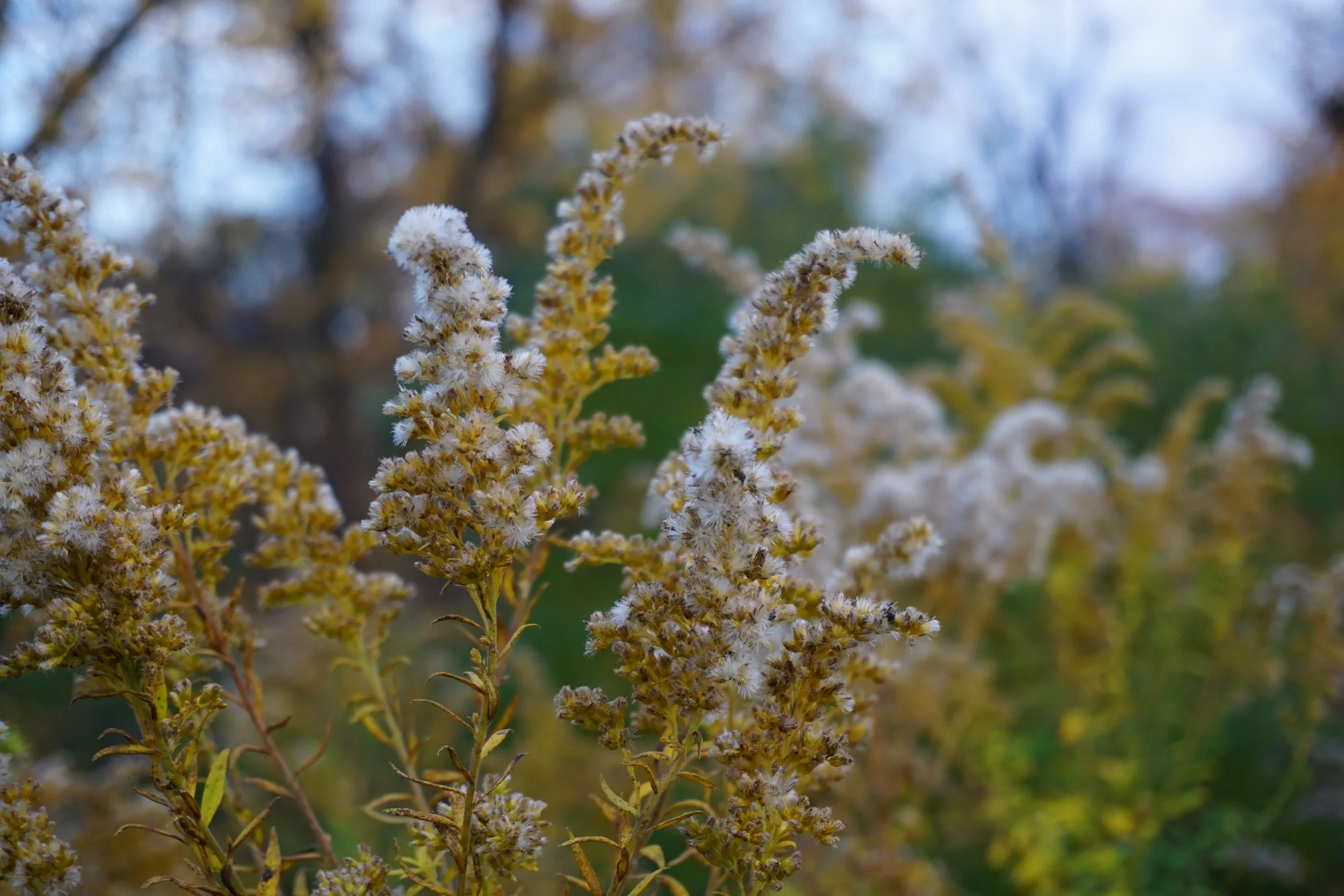 DSC02215.JPG
