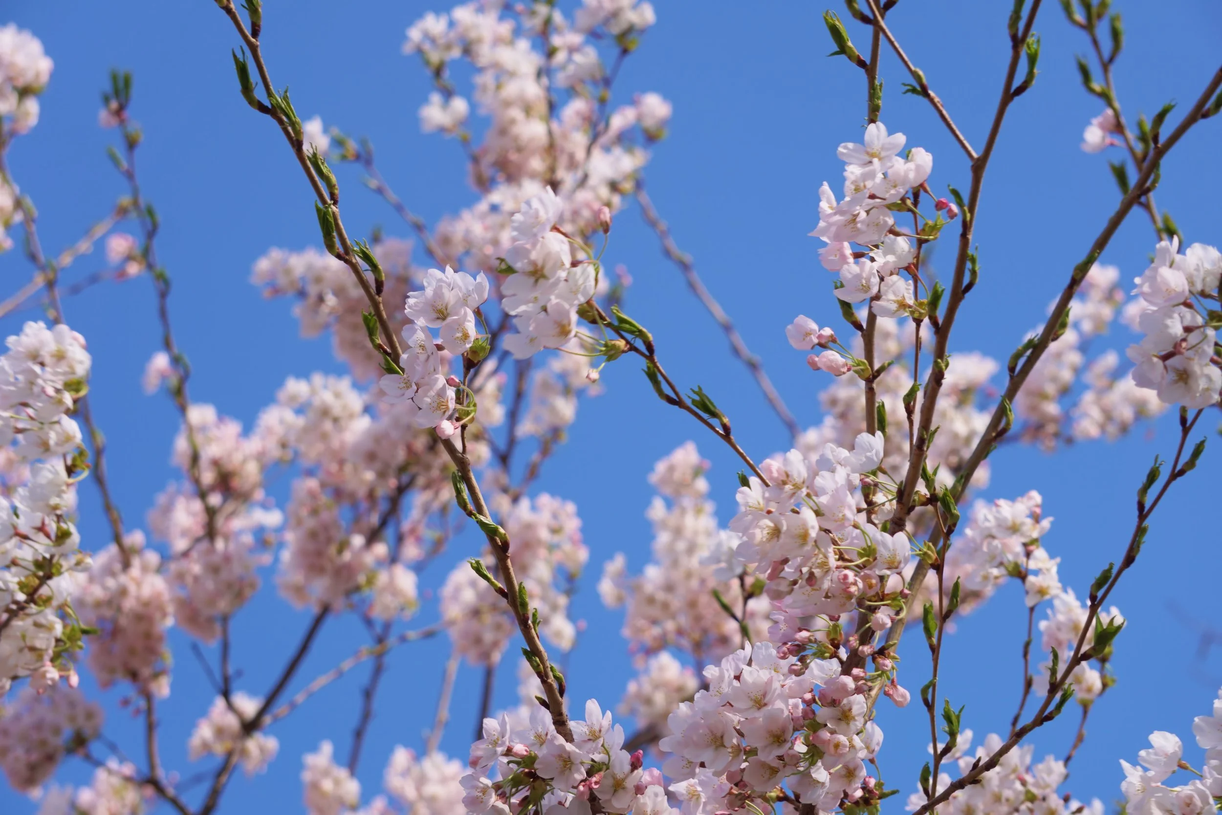 DSC01433.JPG