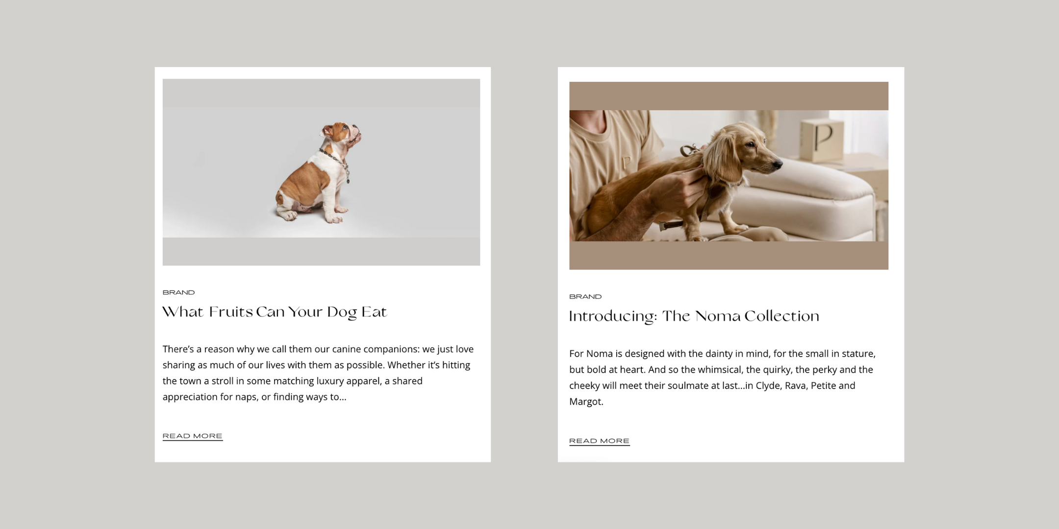 Saima Omar Wrote SEO Blogs on Pets and Pet Accessories