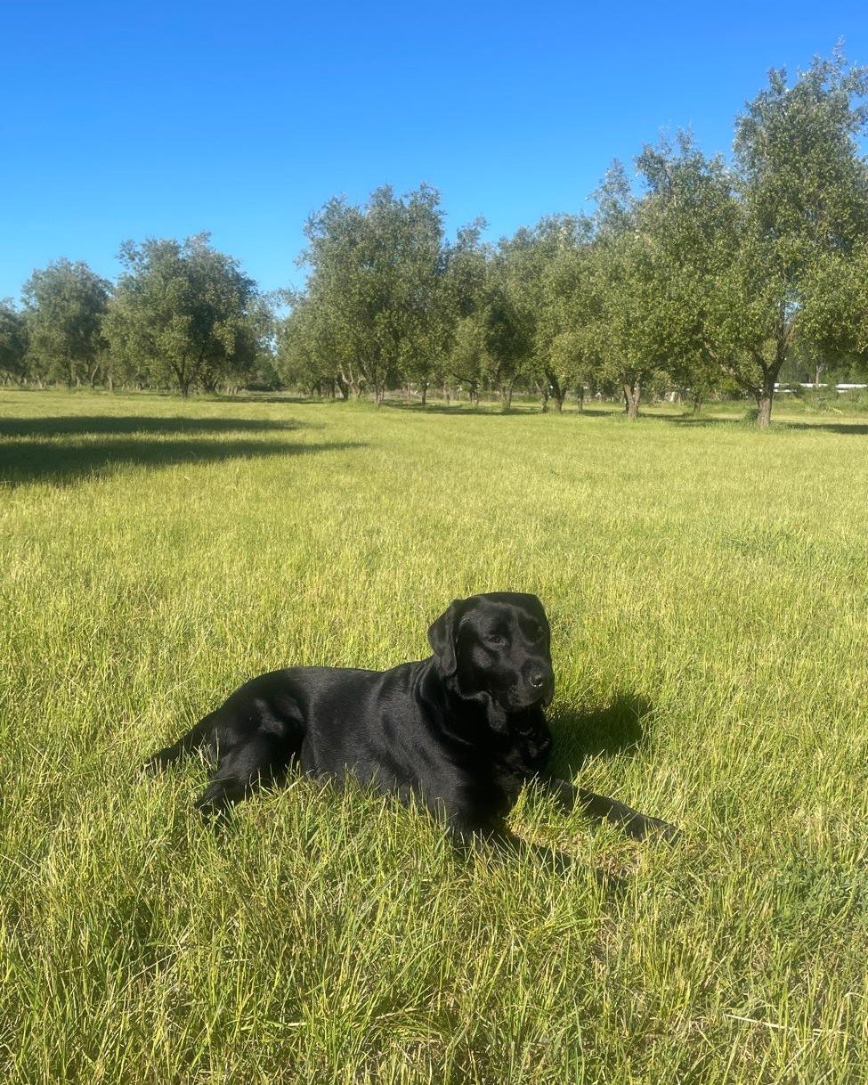 Meet Winston, the official groundskeeper for Harvest Hawke&rsquo;s Bay 🐾

Winston has been hard at work over the last few months, making sure that the festival site is prepped and looking fabulous ready for the big day. 

Head to Eventfinda now to j