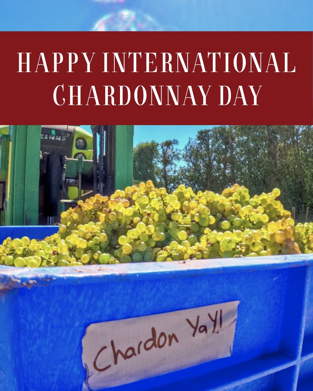 Yay! It's International Chardonnay Day!

Hawke's Bay is widely regarded as the spiritual home of New Zealand Chardonnay, and we&rsquo;re pretty spoiled for choice when it comes to exceptional pours. 

Whether you prefer your Chardonnay rich and butte