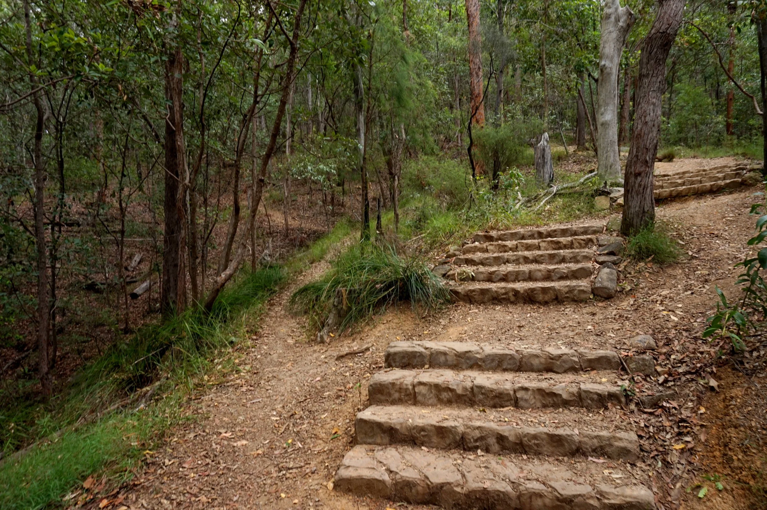 Wooden steps leading up a dirt trail in a forest with tall trees and green foliage.