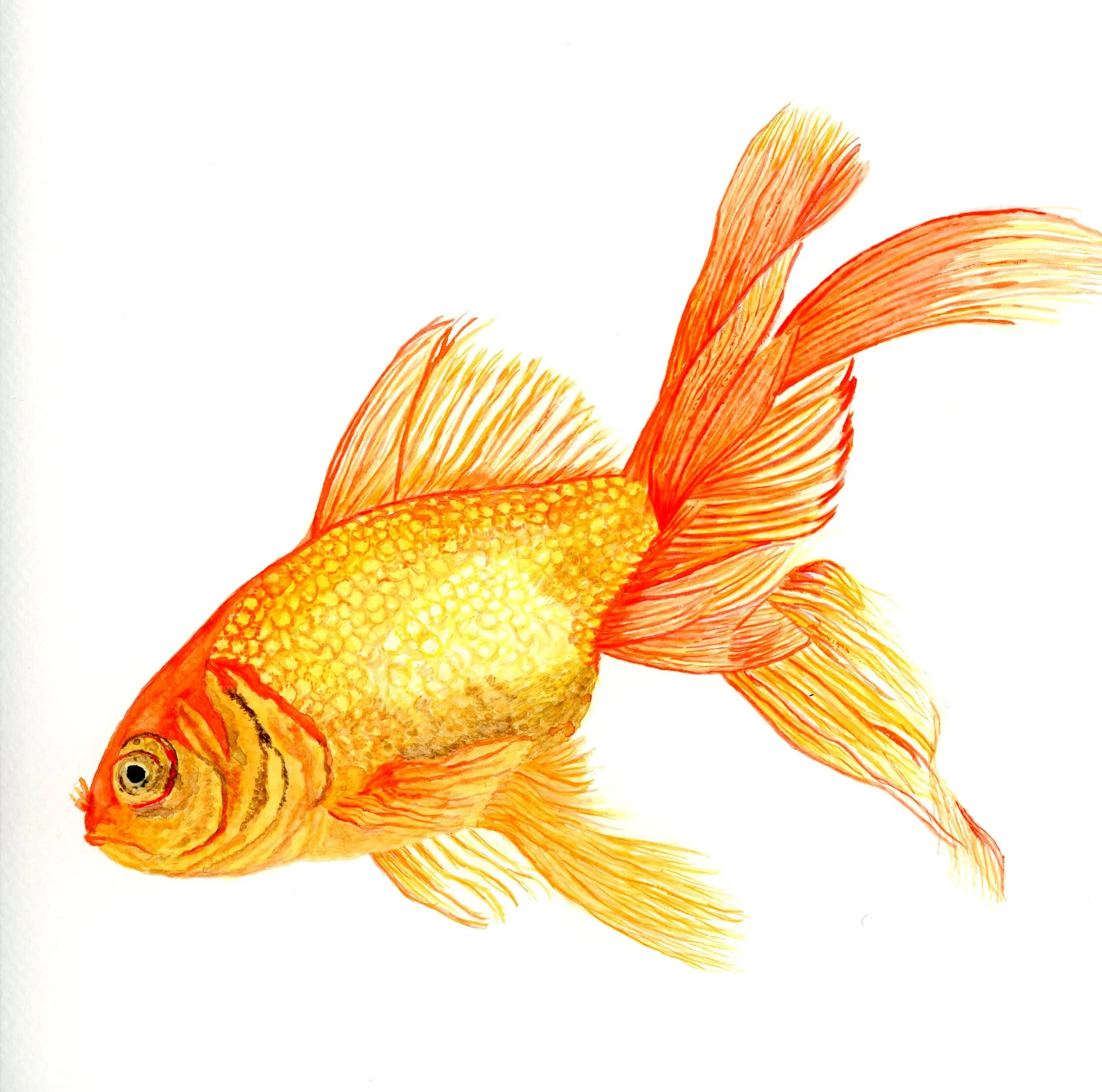 Aug 2026 orange goldfish.jpg