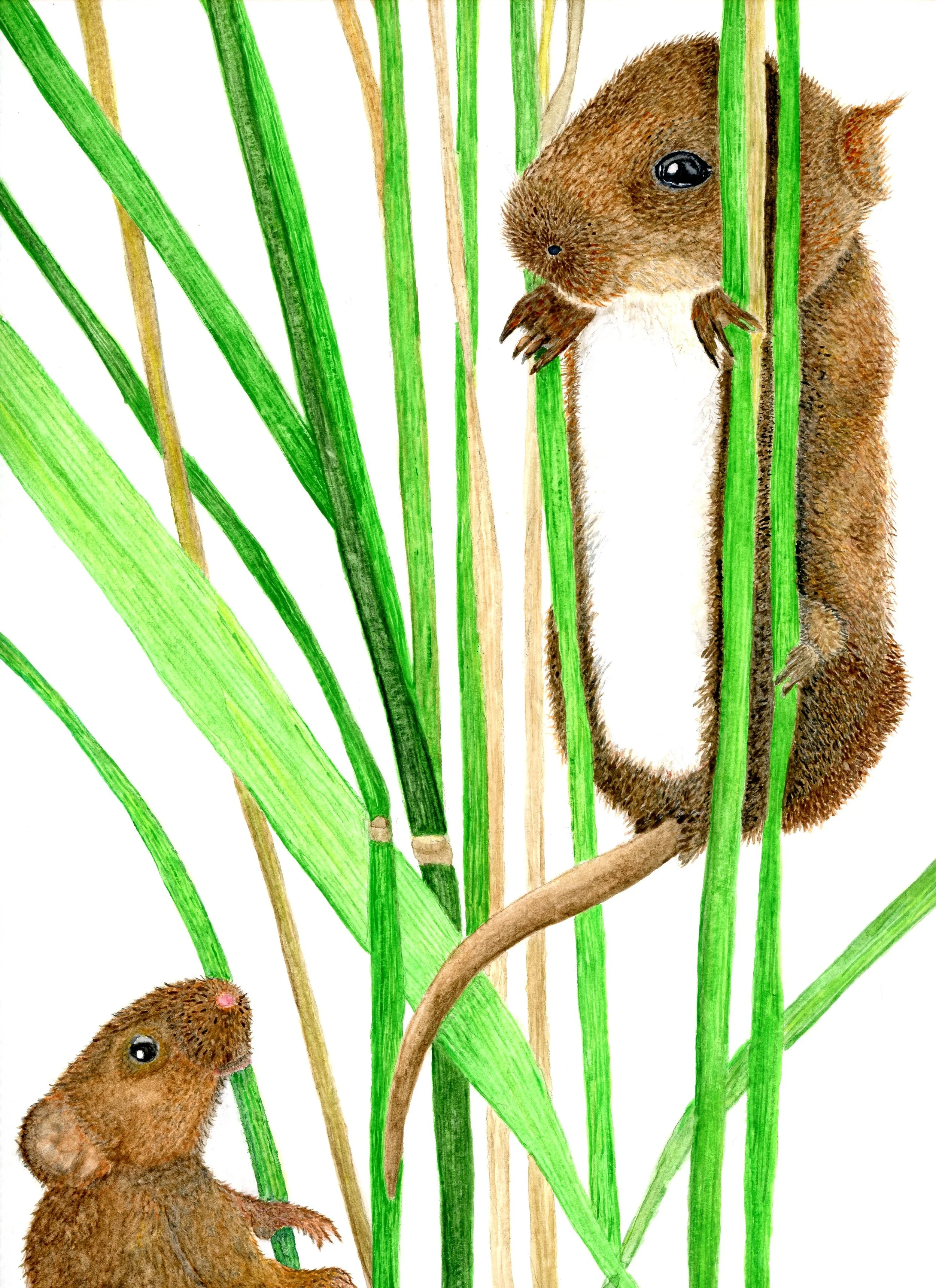 baby field mouse and mom.jpg