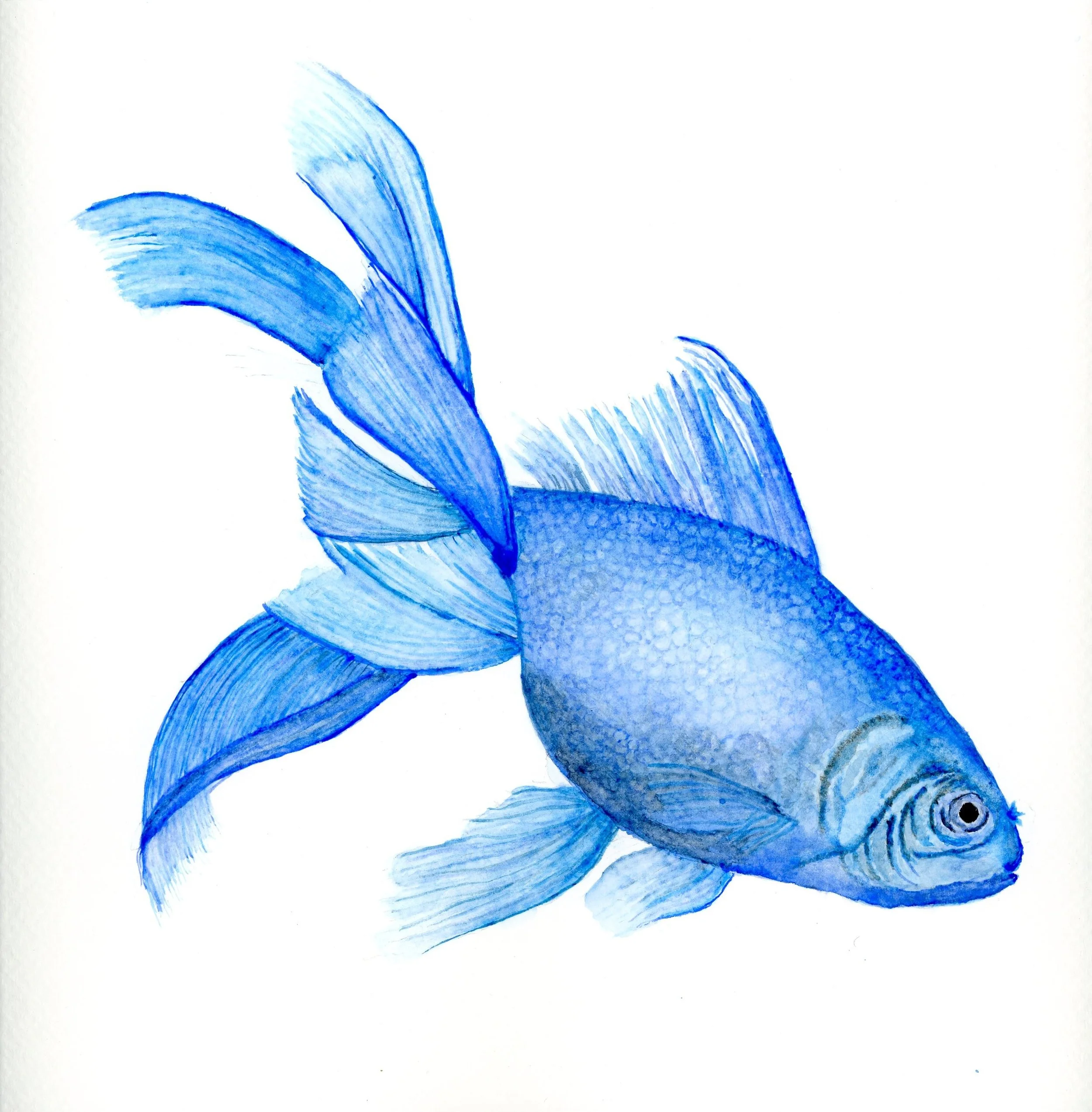 Sep 2026 Blue gold fish.jpg