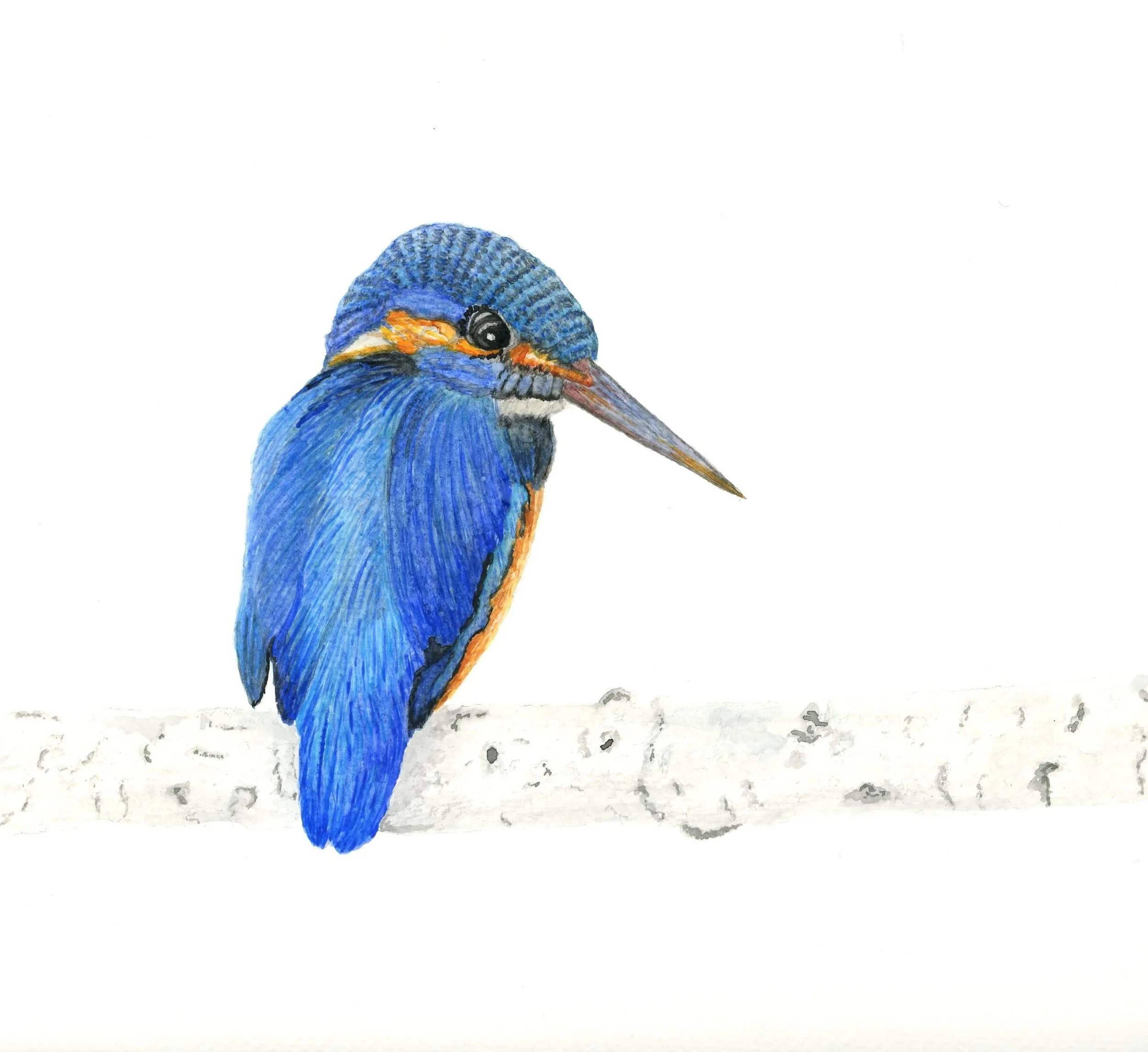 Sep 2026 full kingfisher on birch.jpg