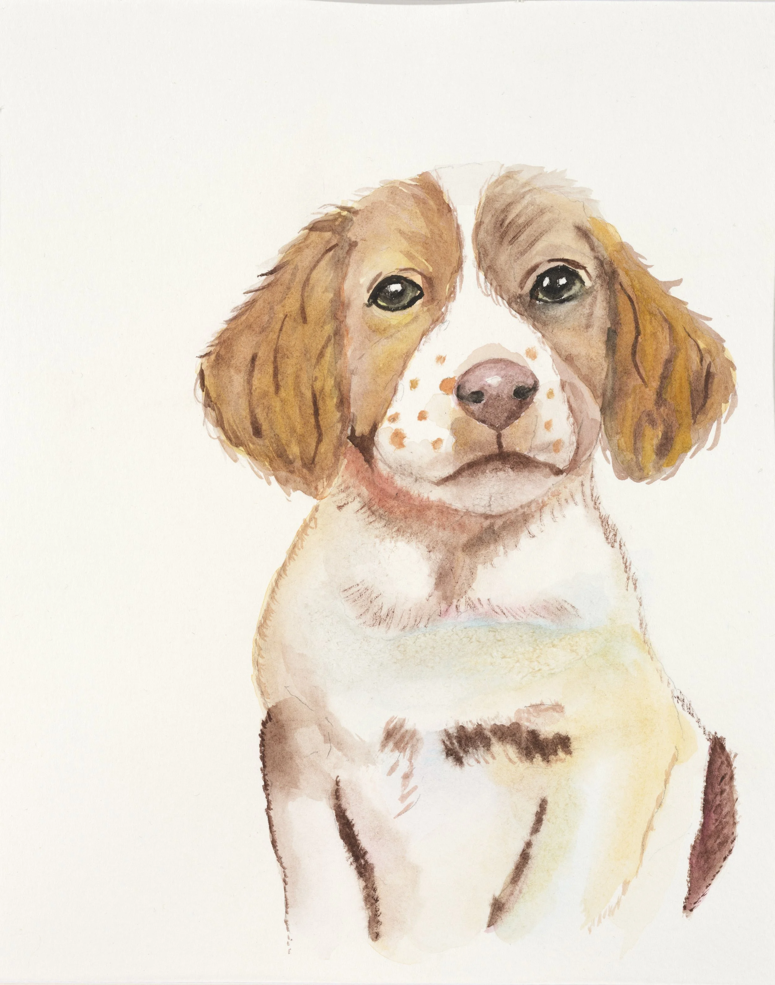 Spaniel puppy