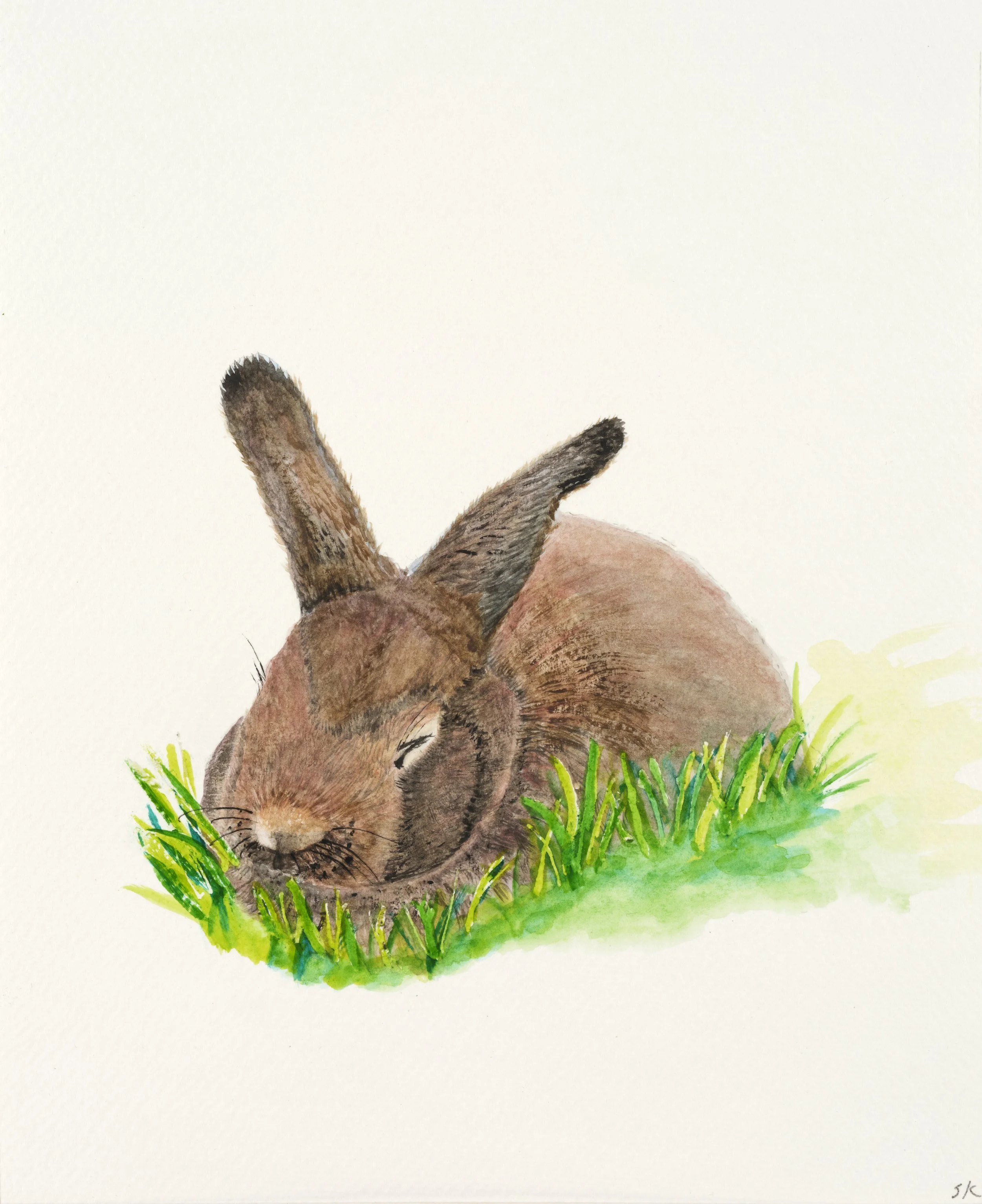 Rabbit in Grass PPL_2026_4089 copy.jpg