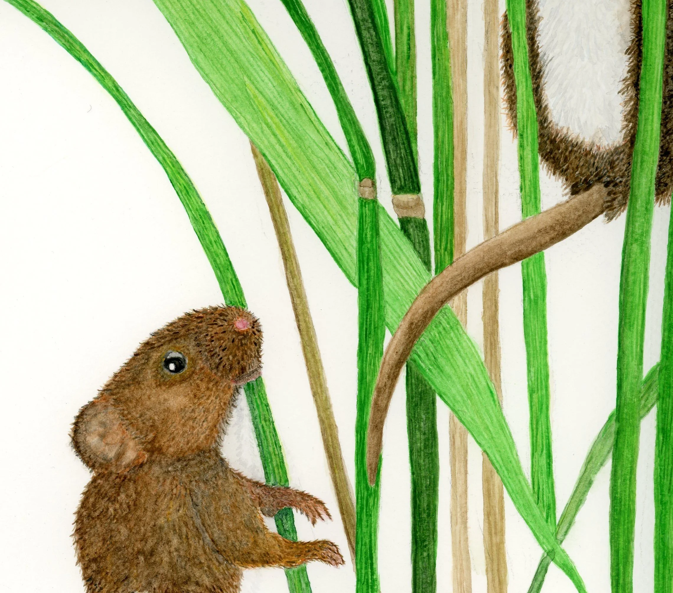 July 2026 baby mouse.jpg
