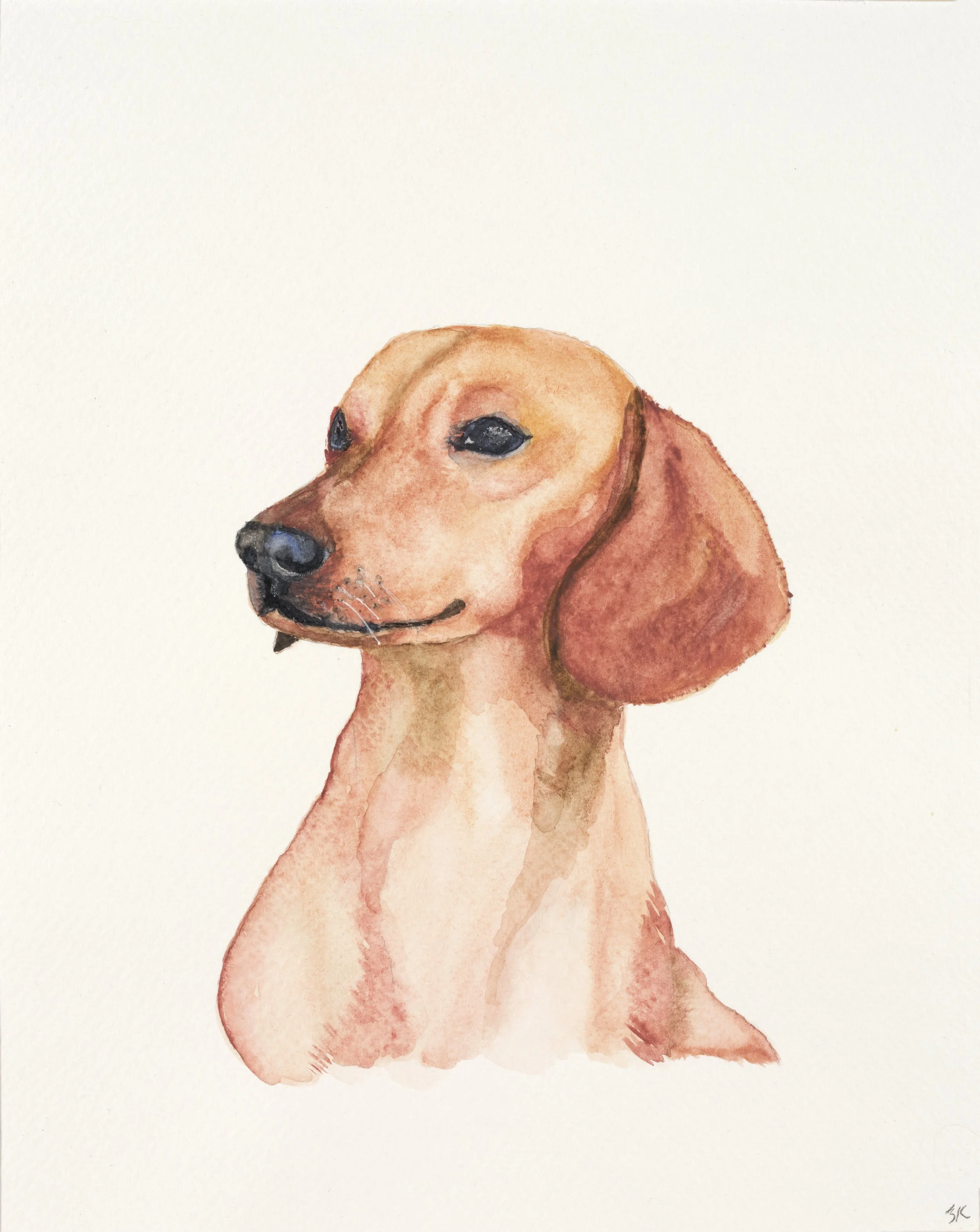 Dachshund PPL_2026_4087 copy.jpg