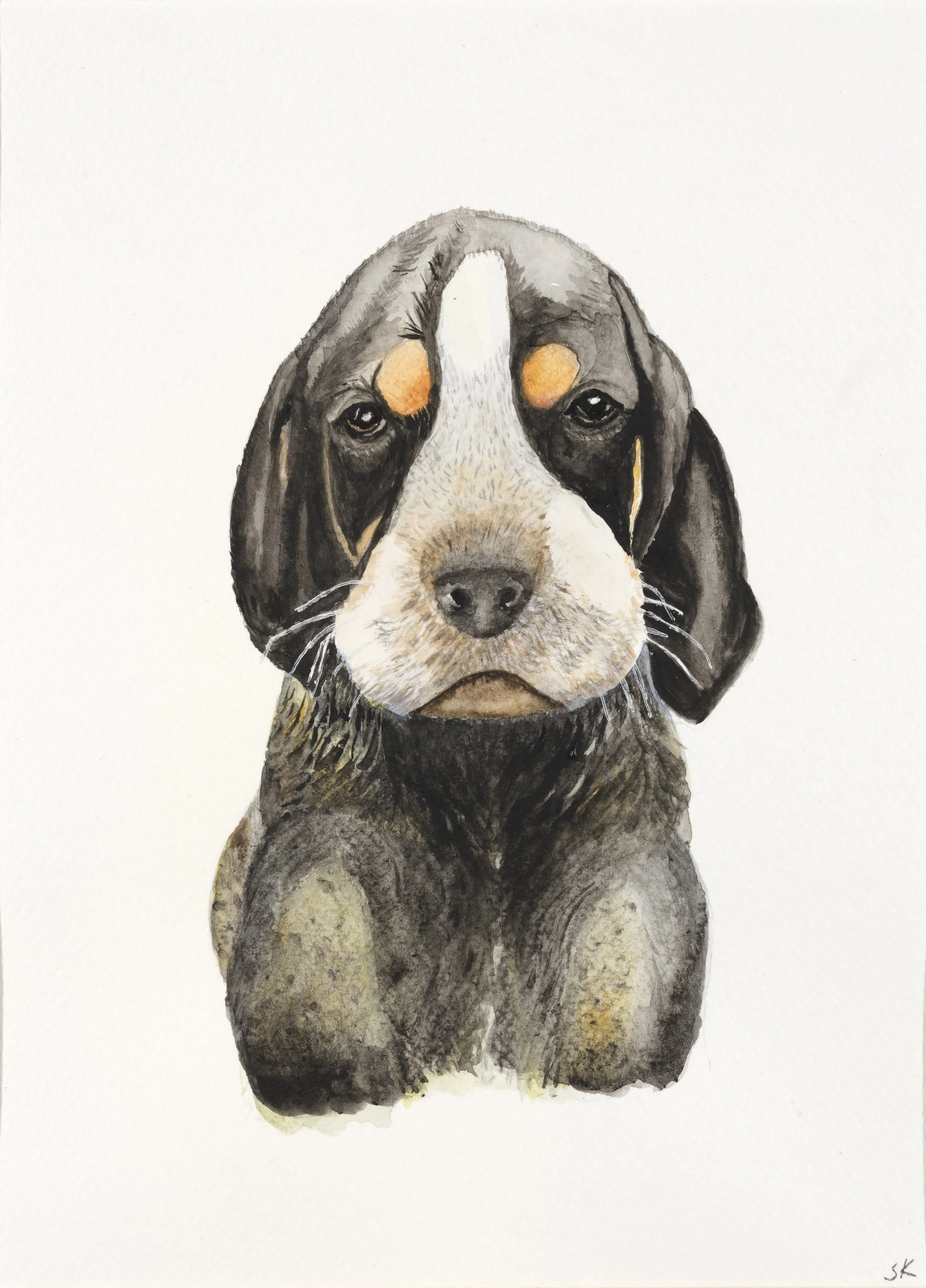 Blue Tick Hound Puppy