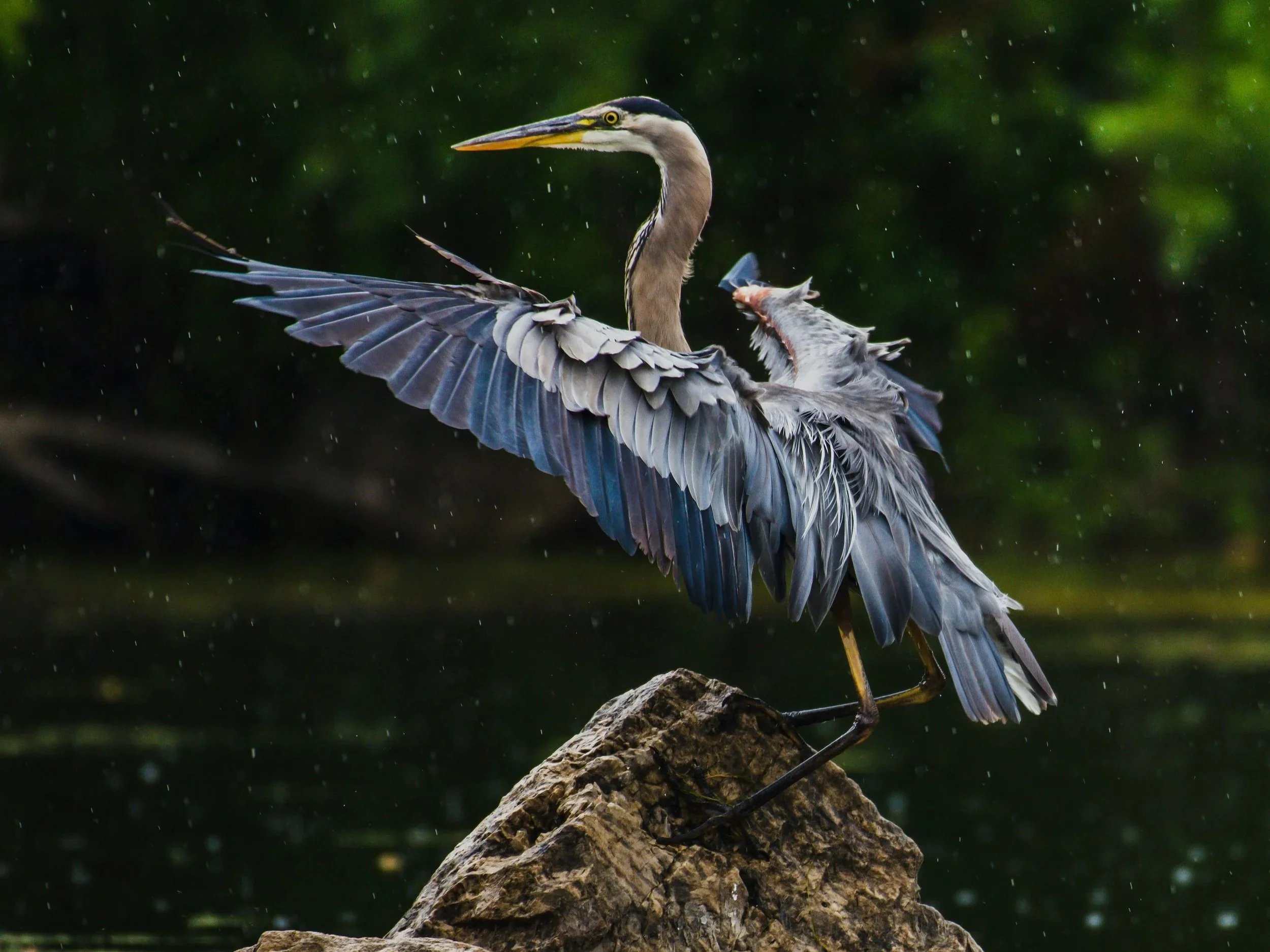 Photo ‘Rain dance’ featuring a great blue heron with extended wings standing on a rock by Jeremy Hynes on Unsplash