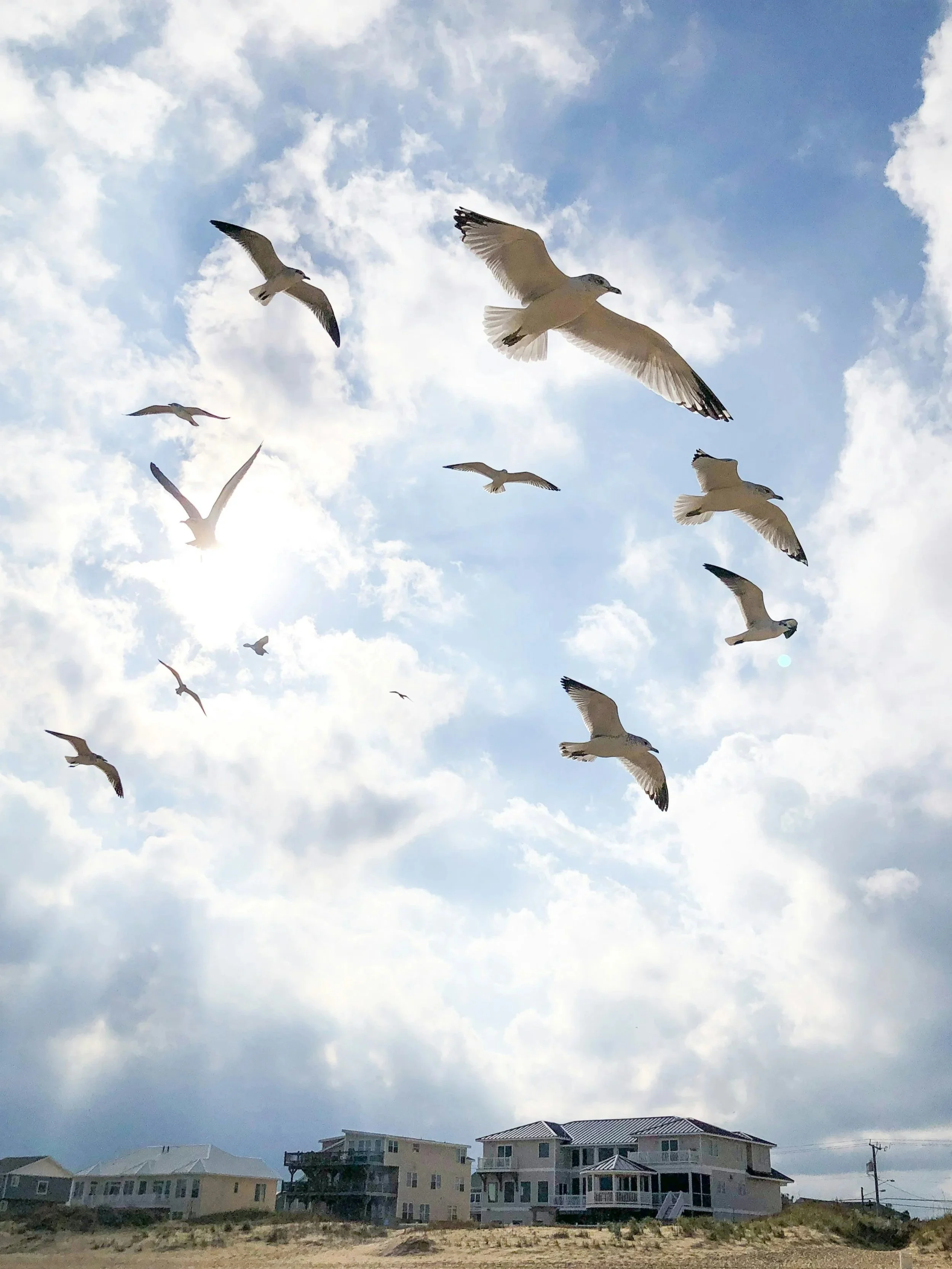 Photo of seagulls flying on a cloudy day near a beach house in Virginia Beach, Virginia by Jalen Hueser on Unsplash