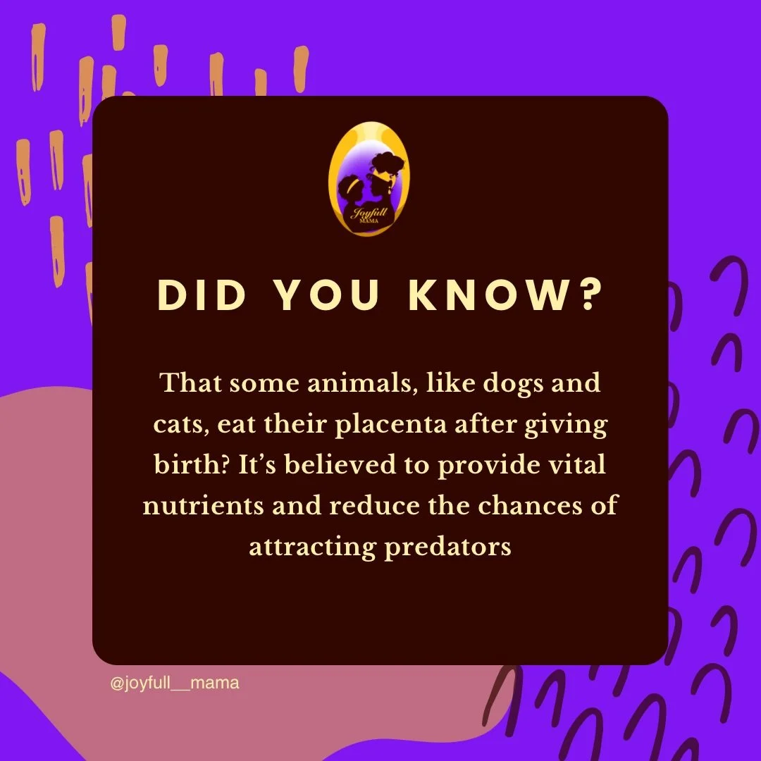 In the animal kingdom, many mammals instinctively consume their placenta after birth

Researchers believe this behavior may provide nutritional benefits and also help keep the birth area clean and less noticeable to predators 

It&rsquo;s fascinating