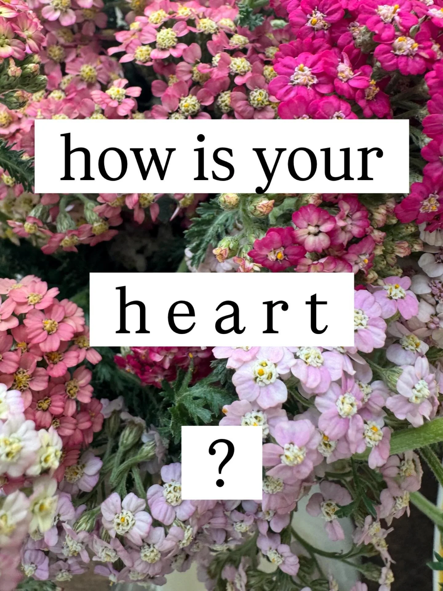 Yarrow flowers for tenderness, peace, resistance to injustice 🌸

Maybe it needs an expression of anger, grief, sadness, joy. Maybe it needs community. Maybe it needs rest. Maybe it needs a hug. Maybe it needs to dance. 

Trust that you know.