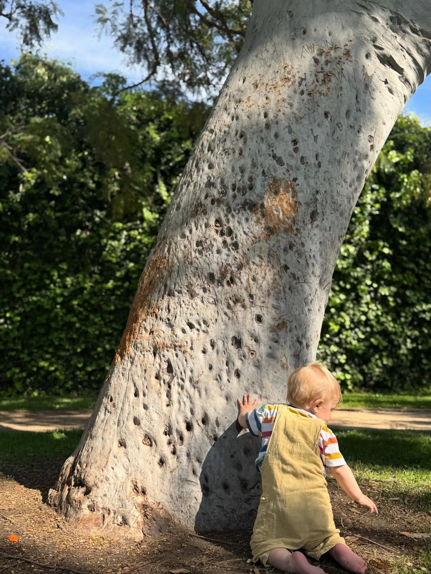Reverence for Life 🍯🌱✨

He reaches out to touch all the trees and leaves as we walk by now, and it is the sweetest thing for me to witness. Extraordinary in the ordinary every single day.