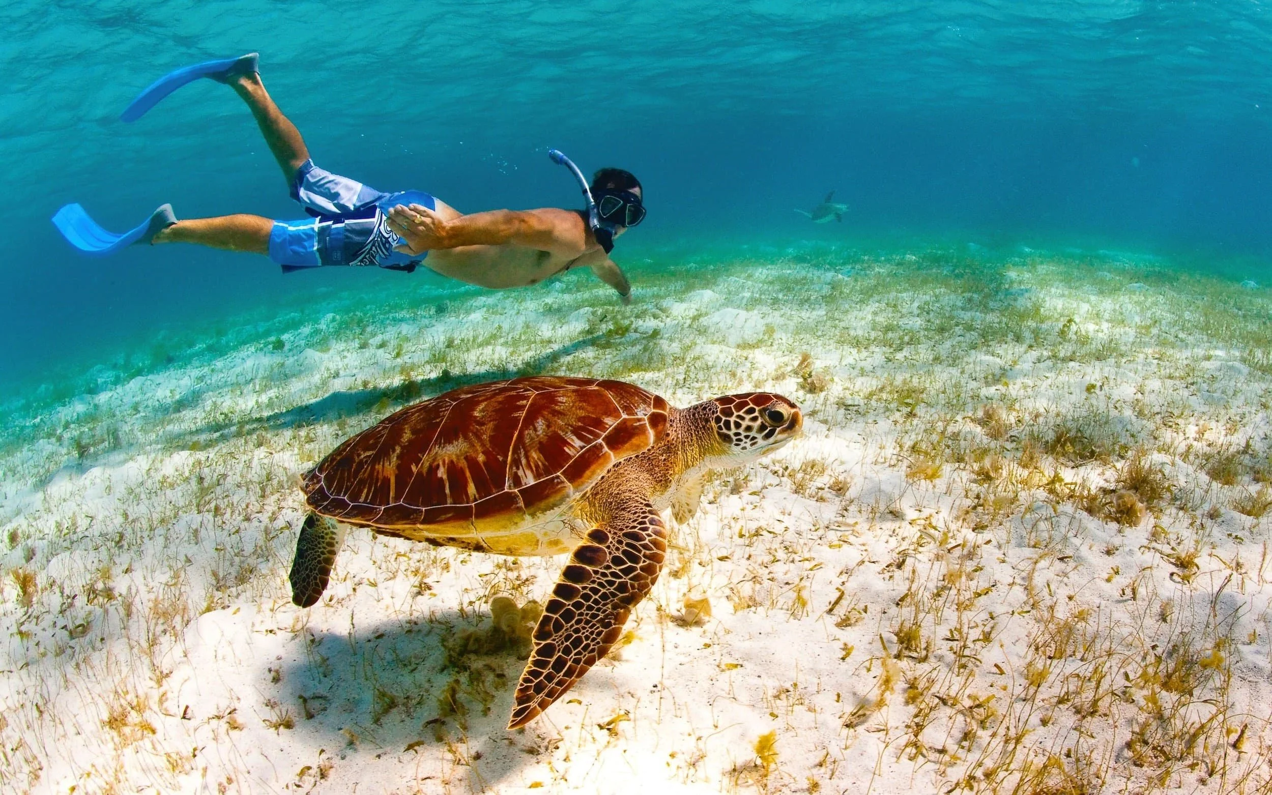 Snorkelling with a sea turtle in the Tobago Cays