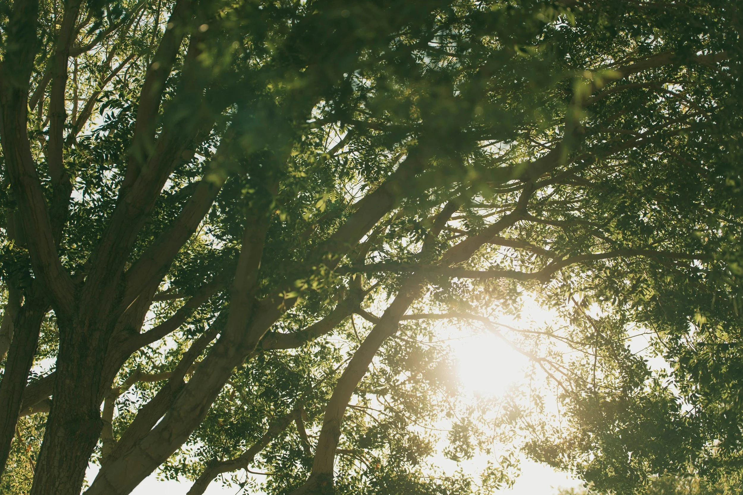 Sun shining through the branches and leaves of a large tree from a low angle perspective.