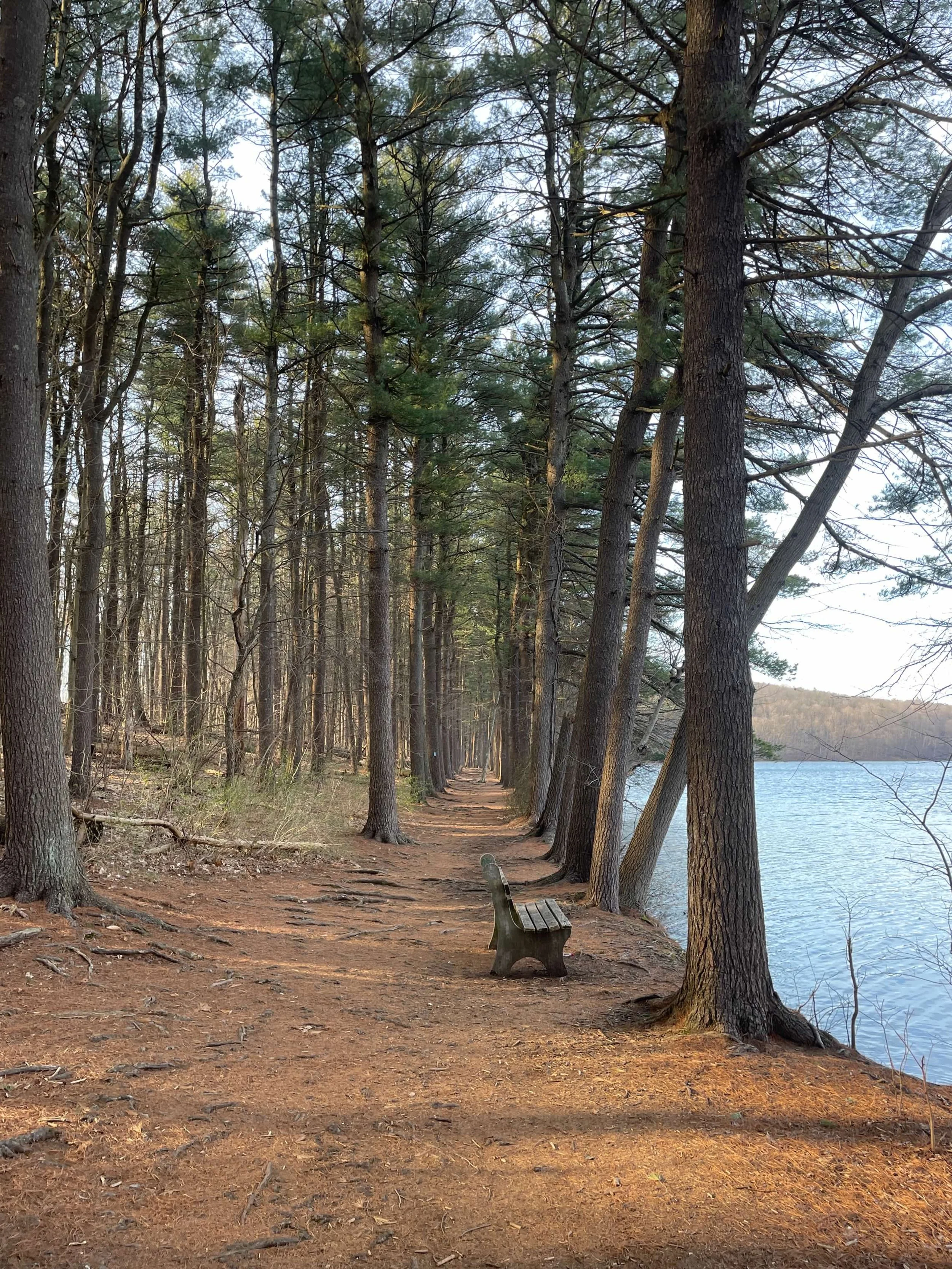 Tree-lined path along a lake with a bench