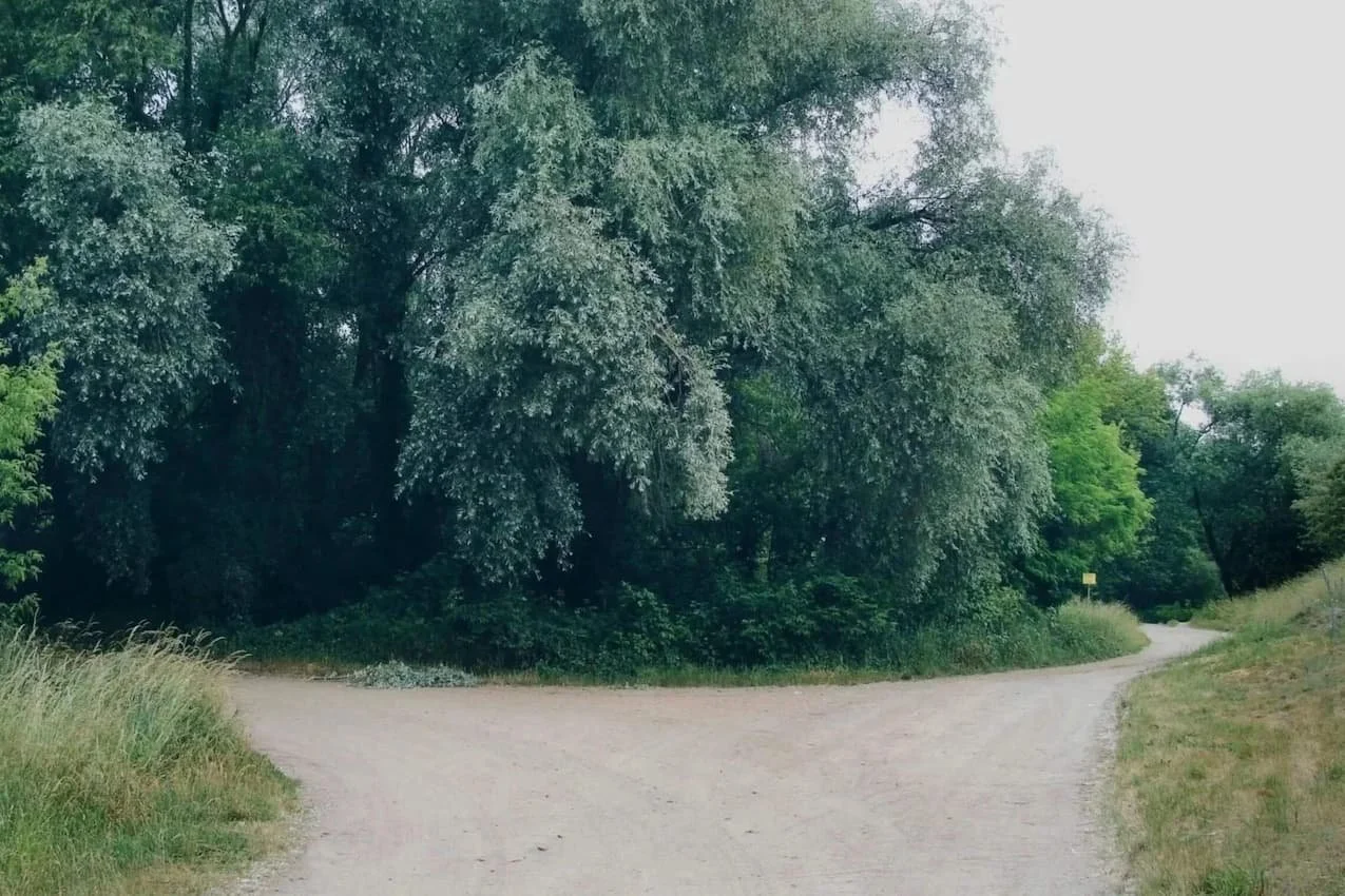 A weeping willow tree along a quiet path, its branches creating natural, protective boundaries in dappled light.