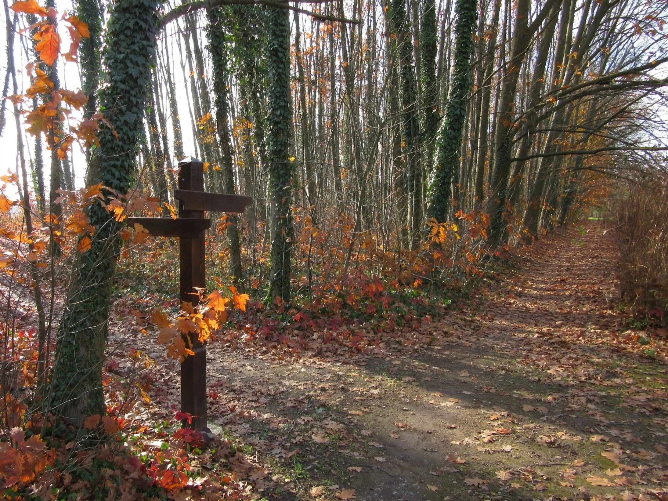 Forest trail with a signpost at a fork in the path in autumn
