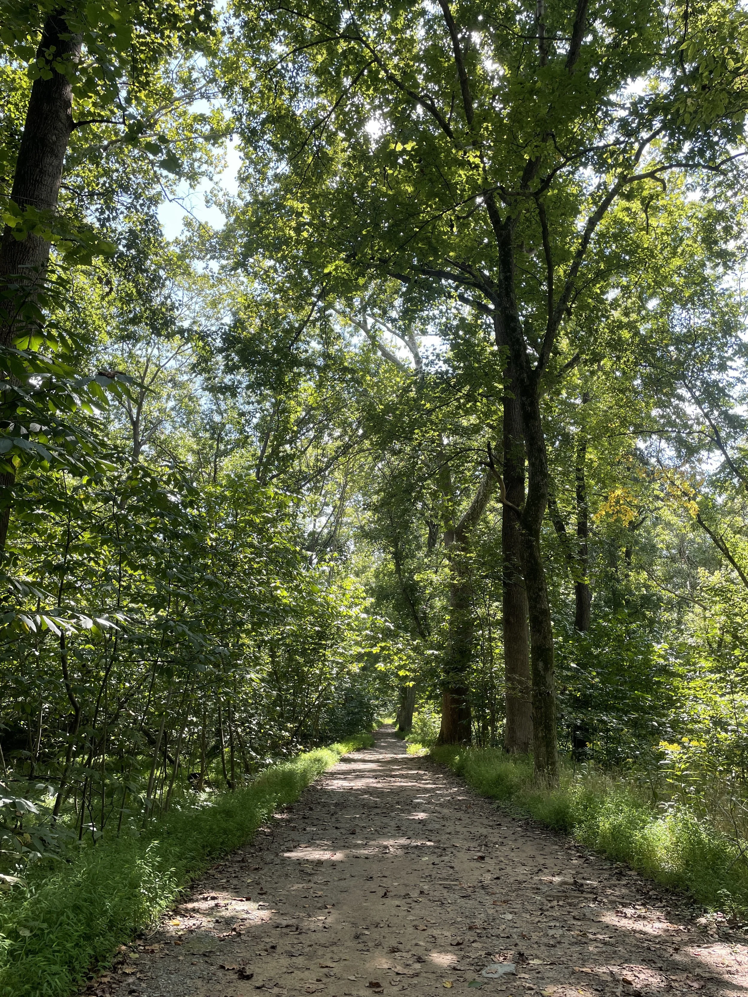 A trail through a forest with tall trees and lush green foliage, sunlight filtering through the leaves.