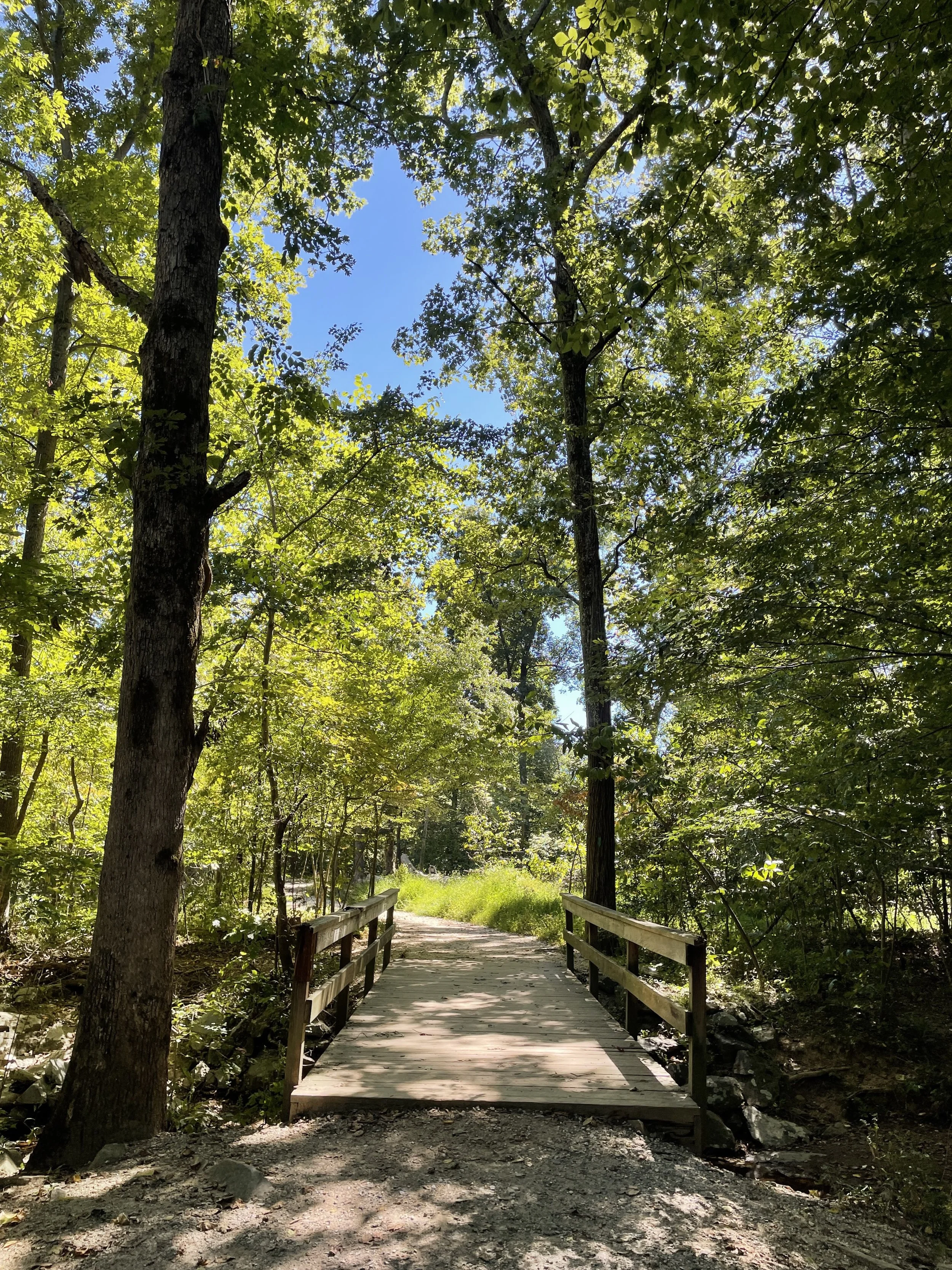 A wooden footbridge in a sunlit forest, leading into a leafy trail surrounded by bright green trees.