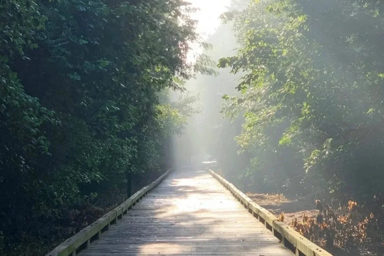 Wooden boardwalk through trees with soft light ahead