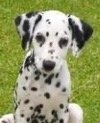 Spotted Dog Editing