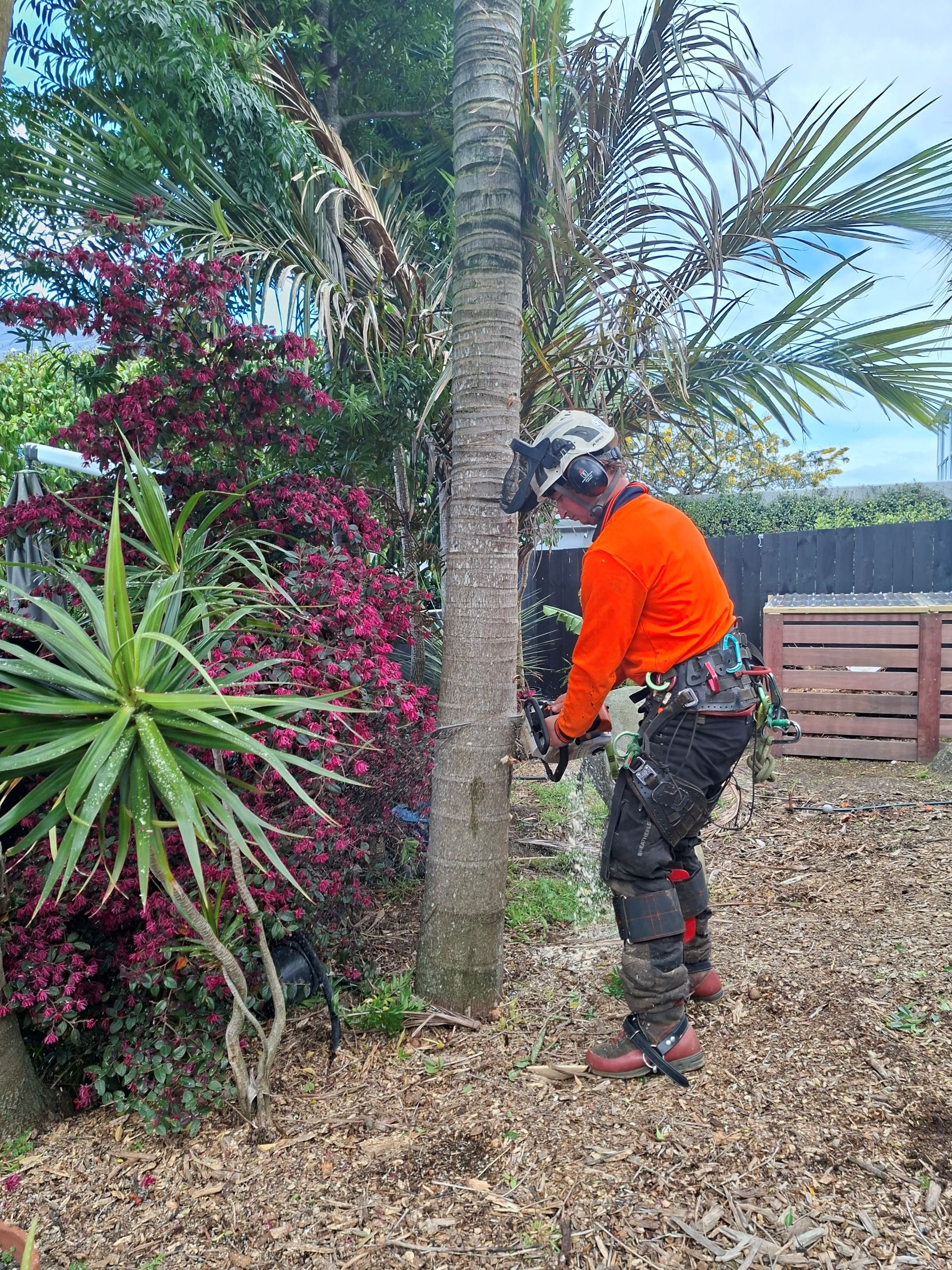 Why now is the best time to prune, before spring growth takes off