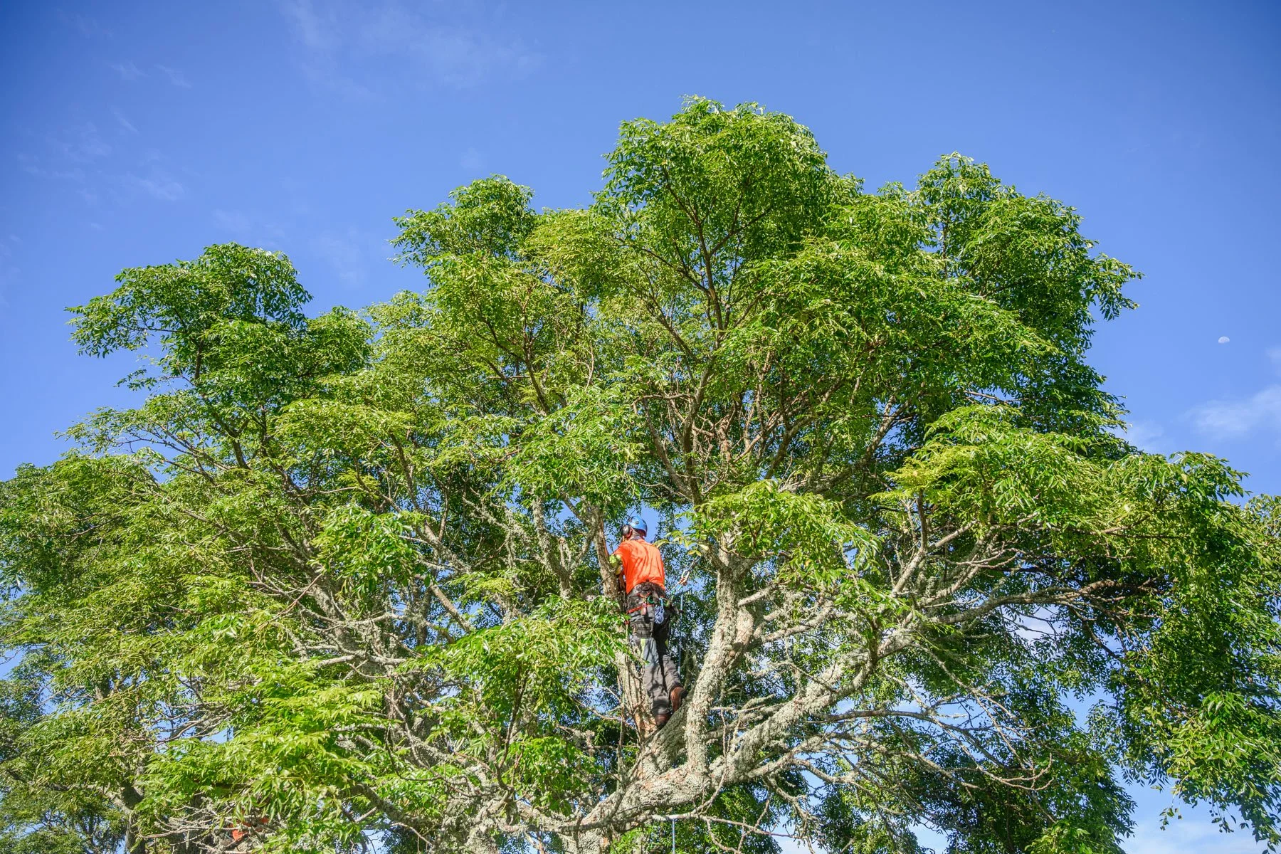 Why now is the best time to prune, before spring growth takes off