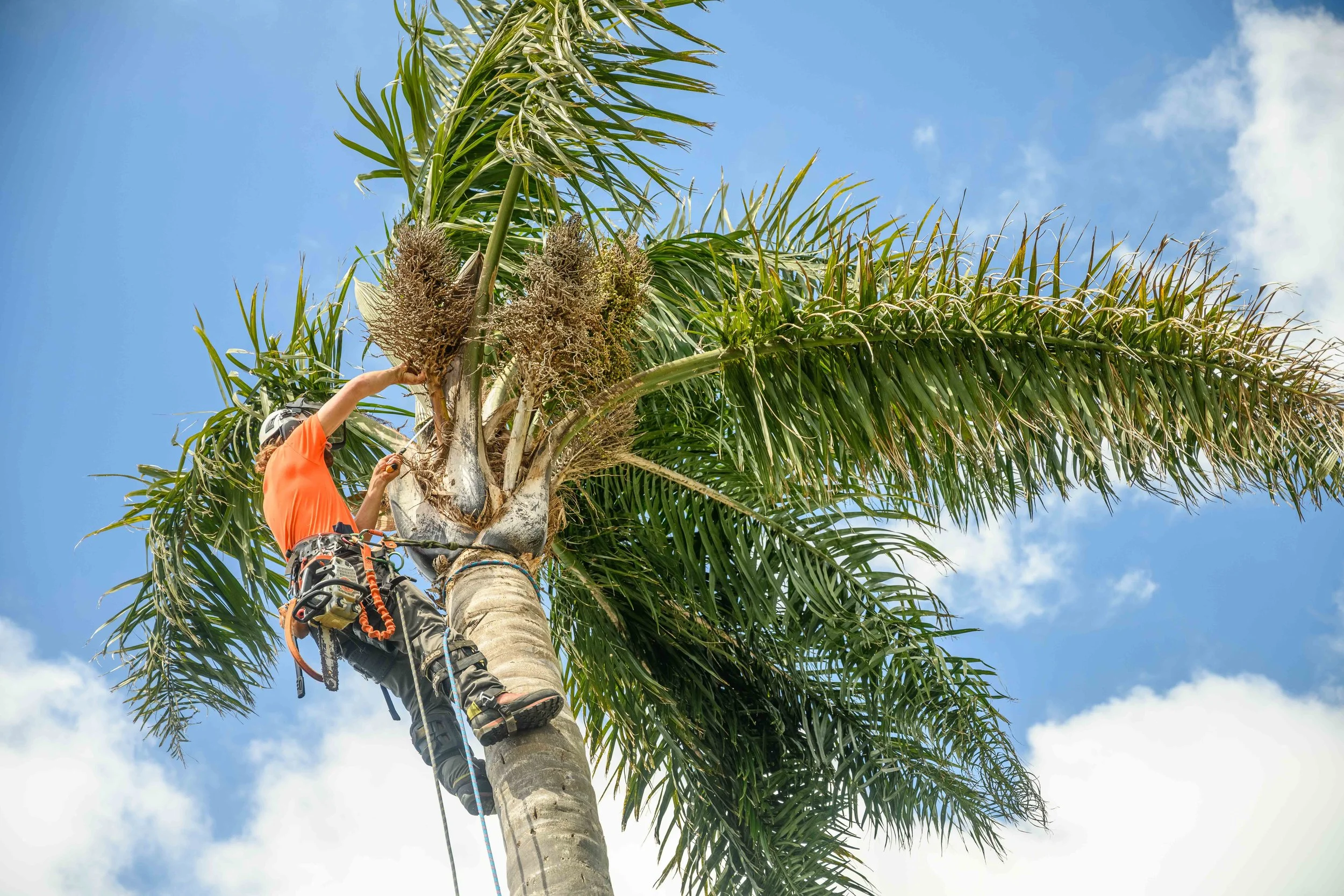 Palm cleaning: keep dead fronds and seeds out of your garden