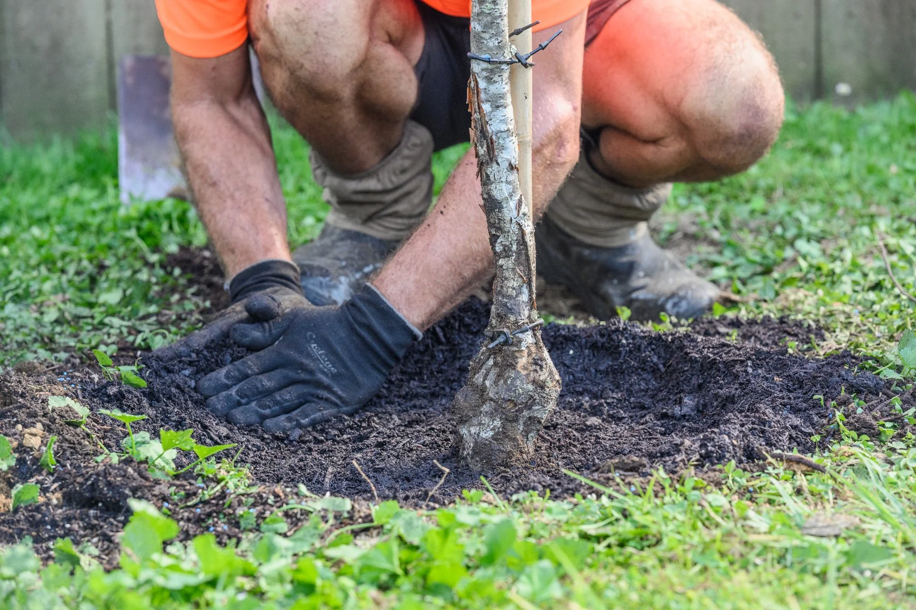 Landscape & Planting 19 - SG Trees Tree Maintenance Services Tauranga.jpg