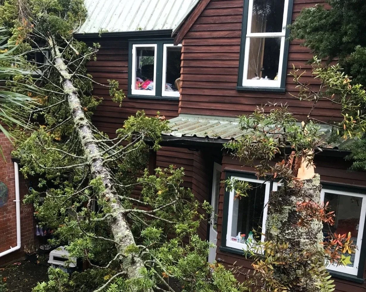 Late Summer Tree Care in the Bay of Plenty: What to Do Now to Avoid Autumn Problems