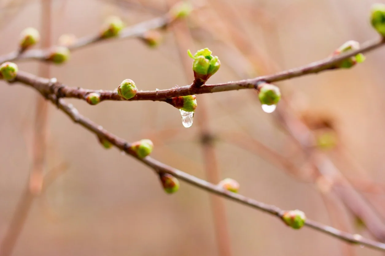 Look out! Spring growth moves fast in the Bay of Plenty!