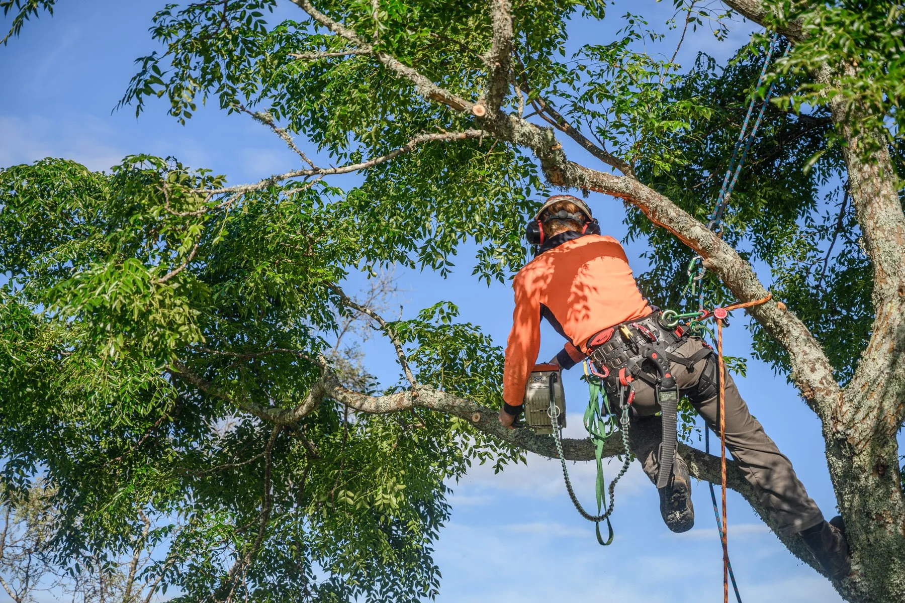High Pruning 5 - SG Trees Tree Maintenance Services Tauranga.jpg