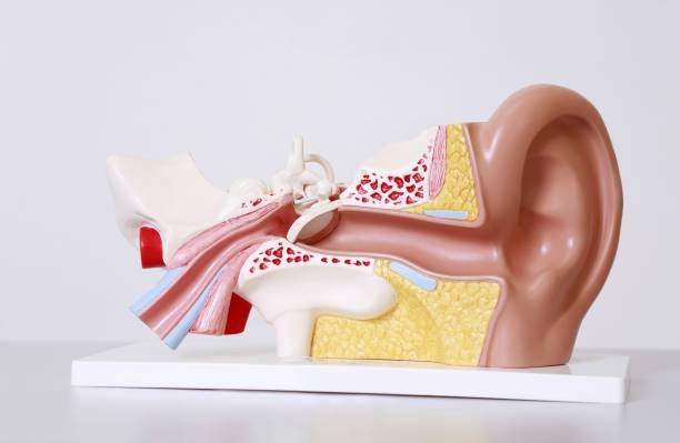 How the Hearing System works