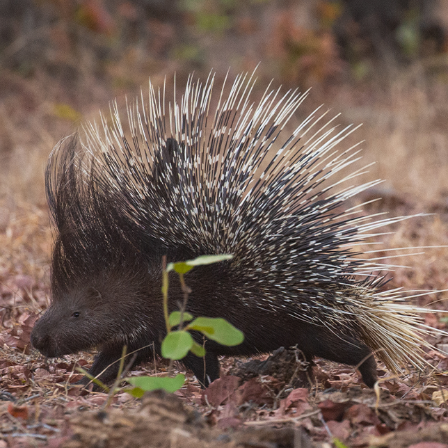 porcupine2.webp