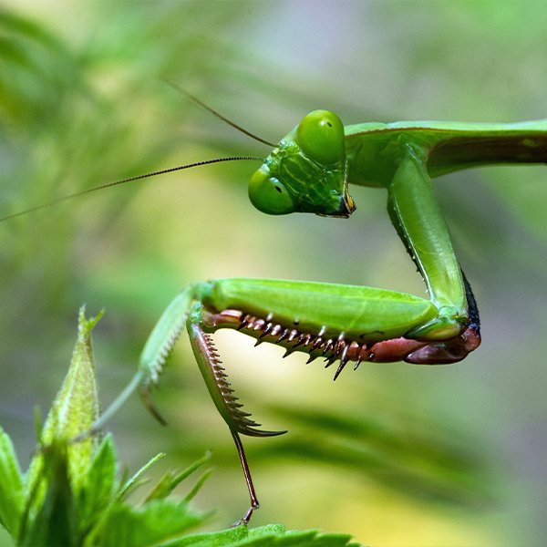 prayingmantis.jpg