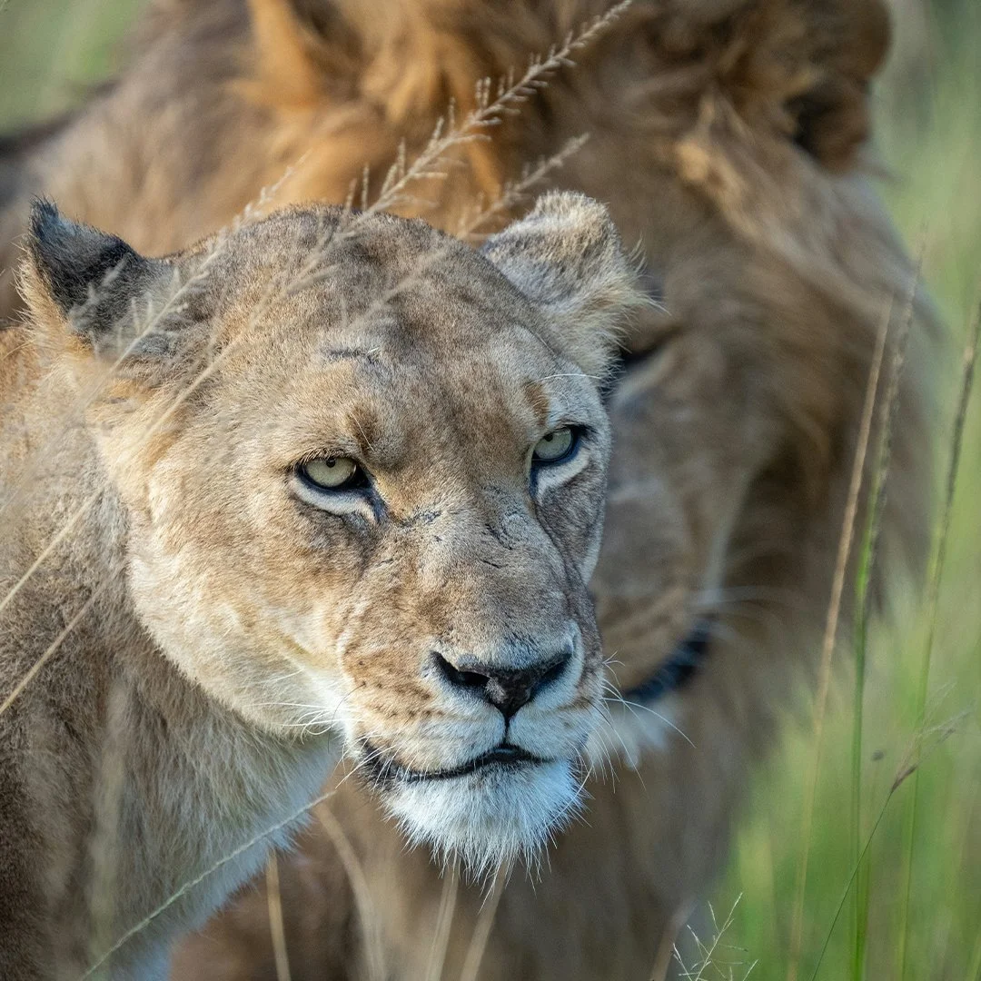 LIONESS.jpg