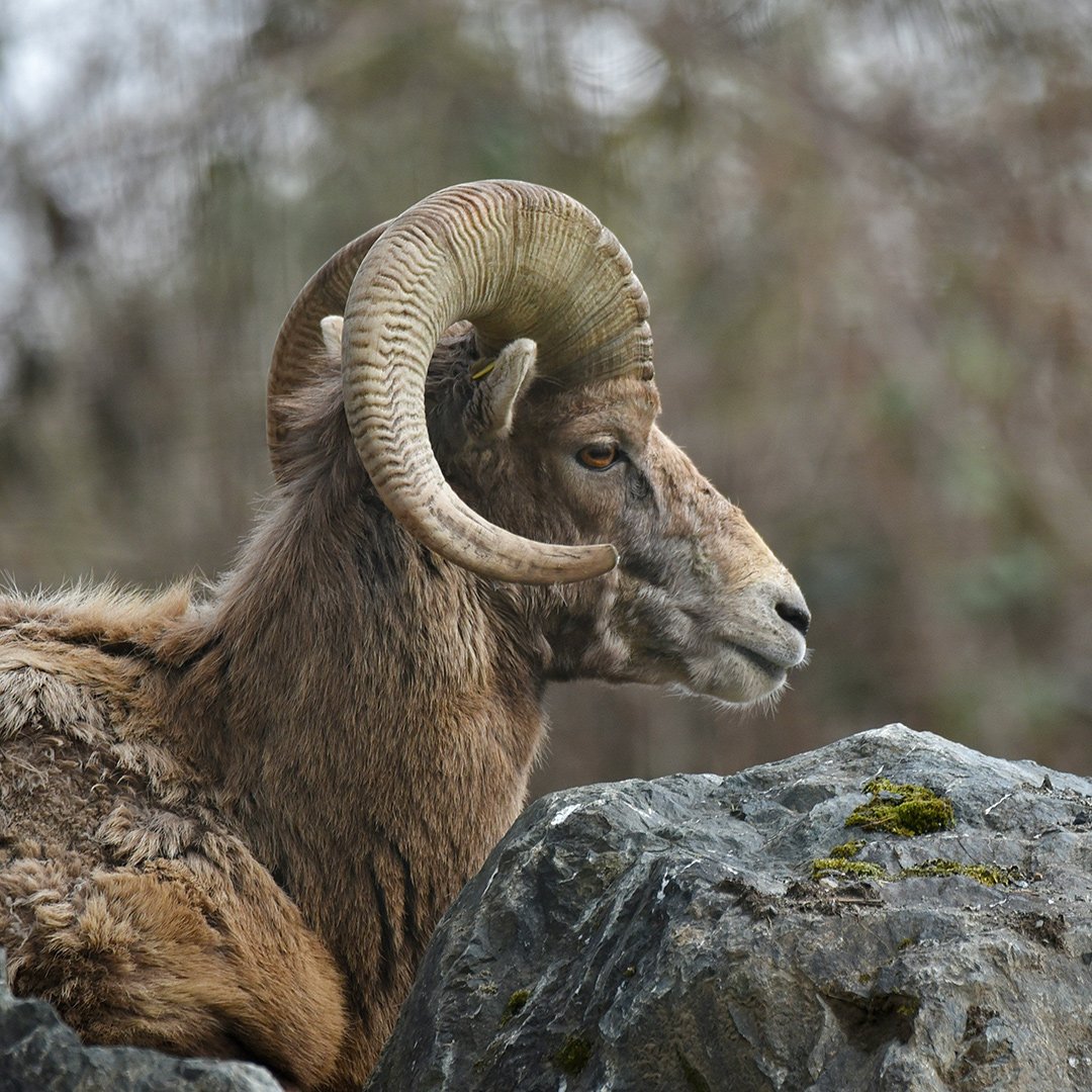 ram.jpg