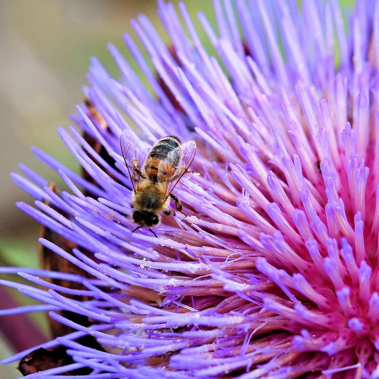 artichoke.jpg