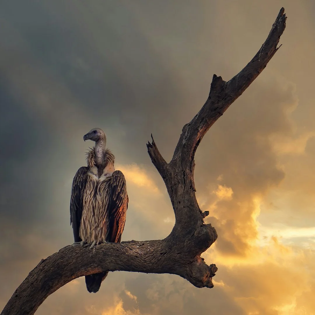 Condor.jpg